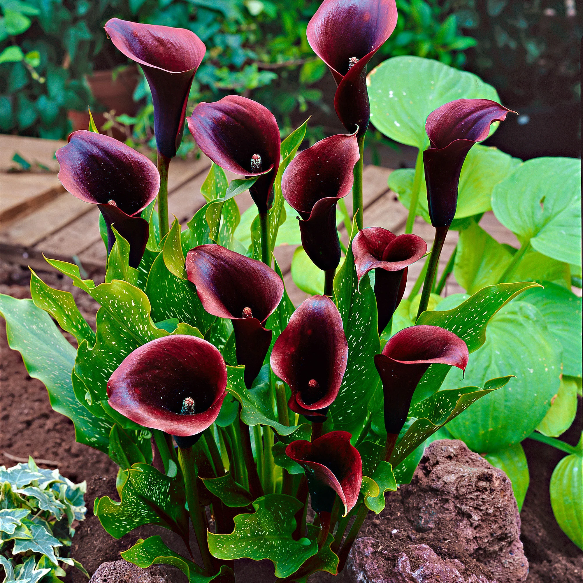 2x Arum 'Schwarzwalder' violet - Image 3