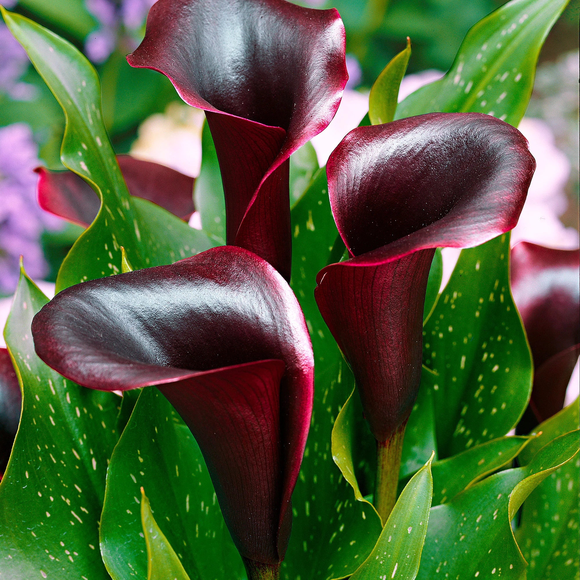 2x Arum 'Schwarzwalder' violet - Image 4