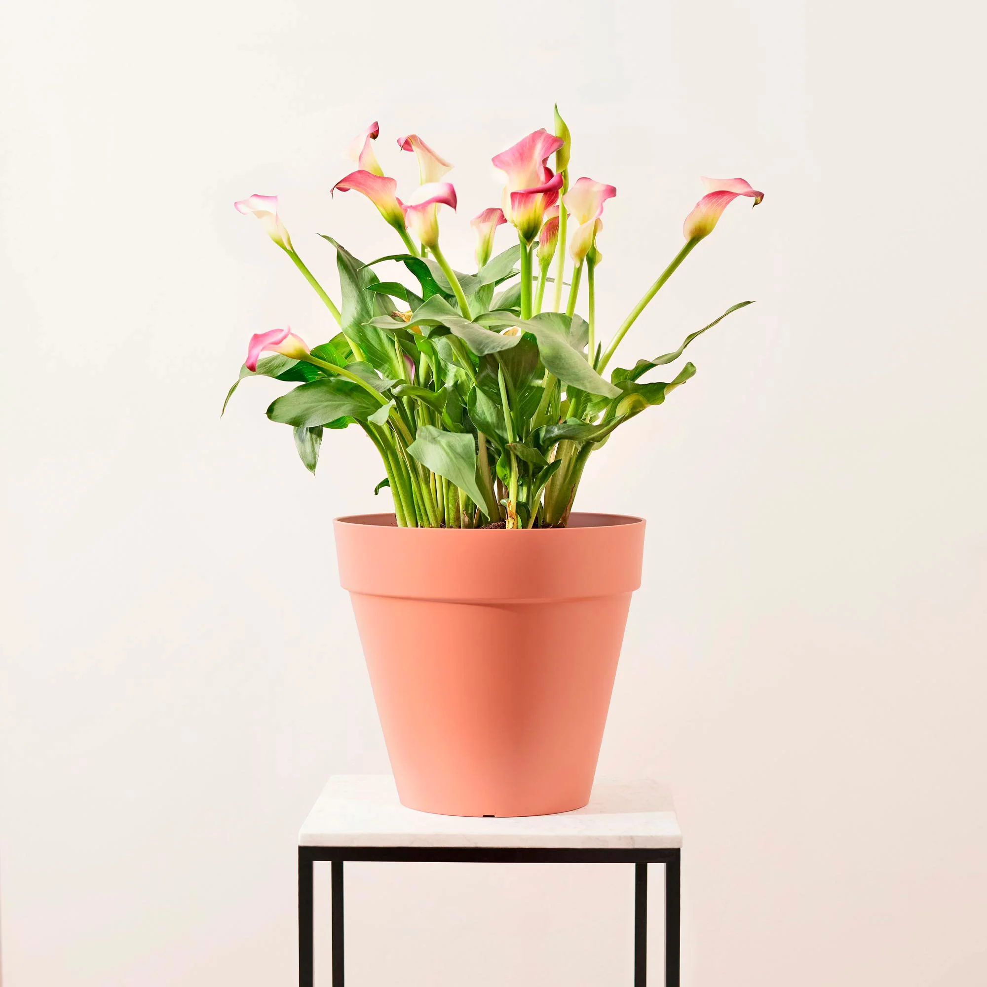 2x Arum Zantedeschia 'Bronze Beauty' rouge