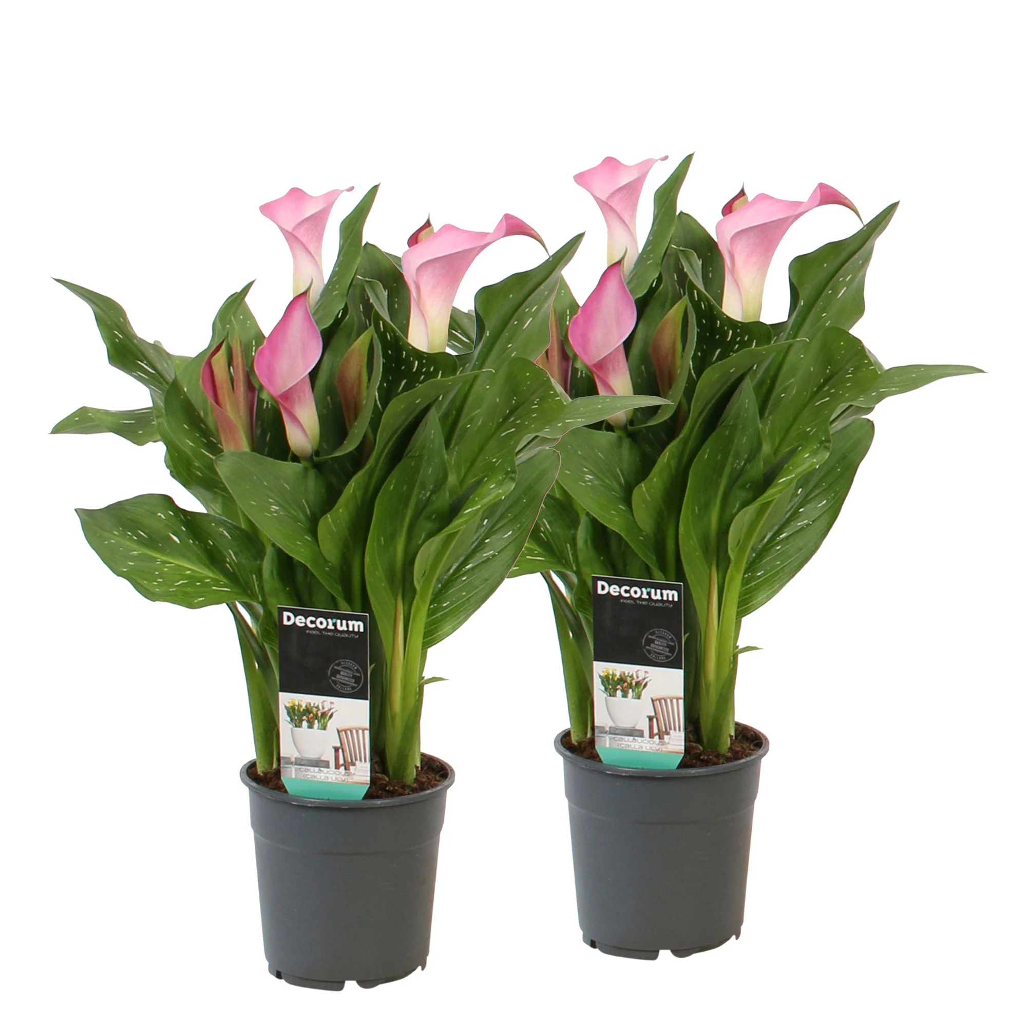 2x Arum Zantedeschia 'Bronze Beauty' rouge - Image 5