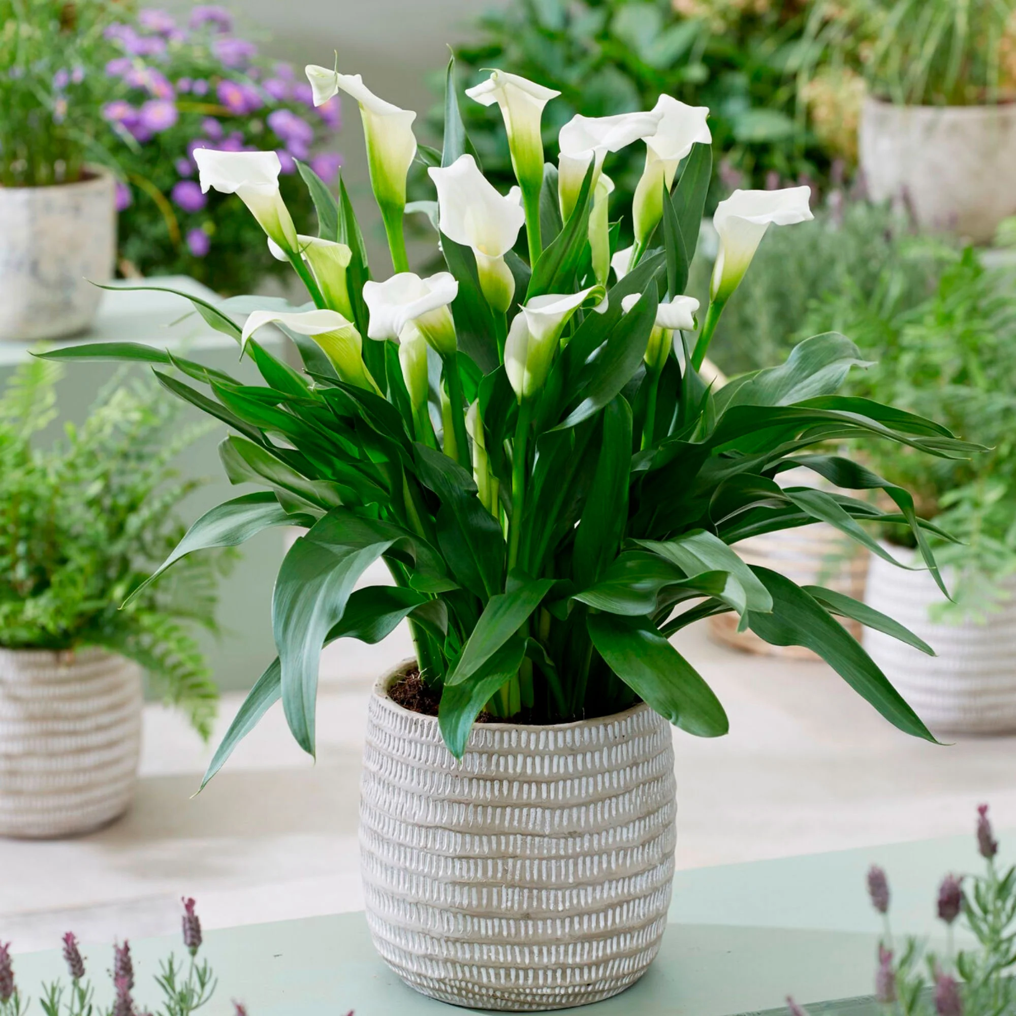 2x Arum Zantedeschia Calla Blanc - Image 2