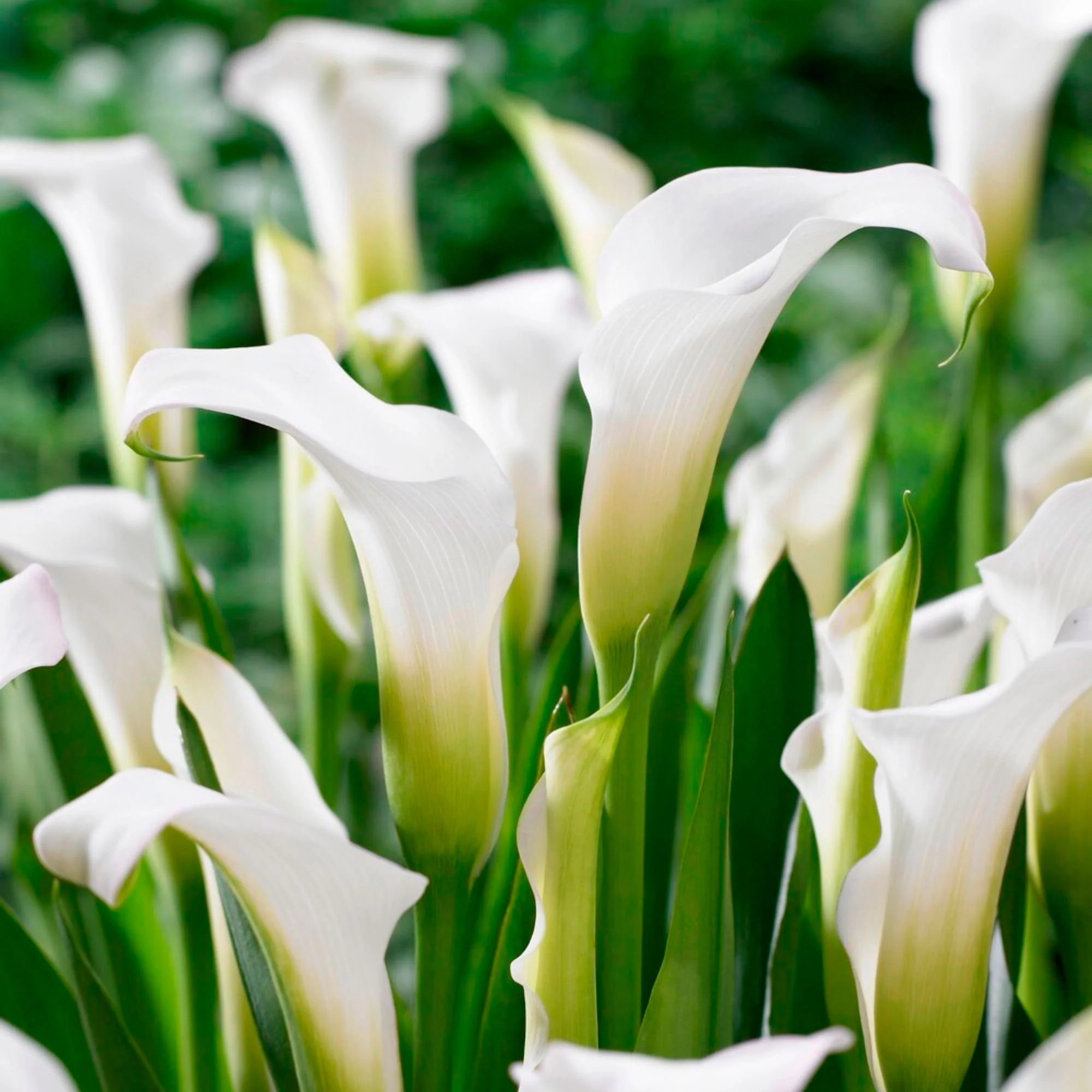 2x Arum Zantedeschia Calla Blanc - Image 3