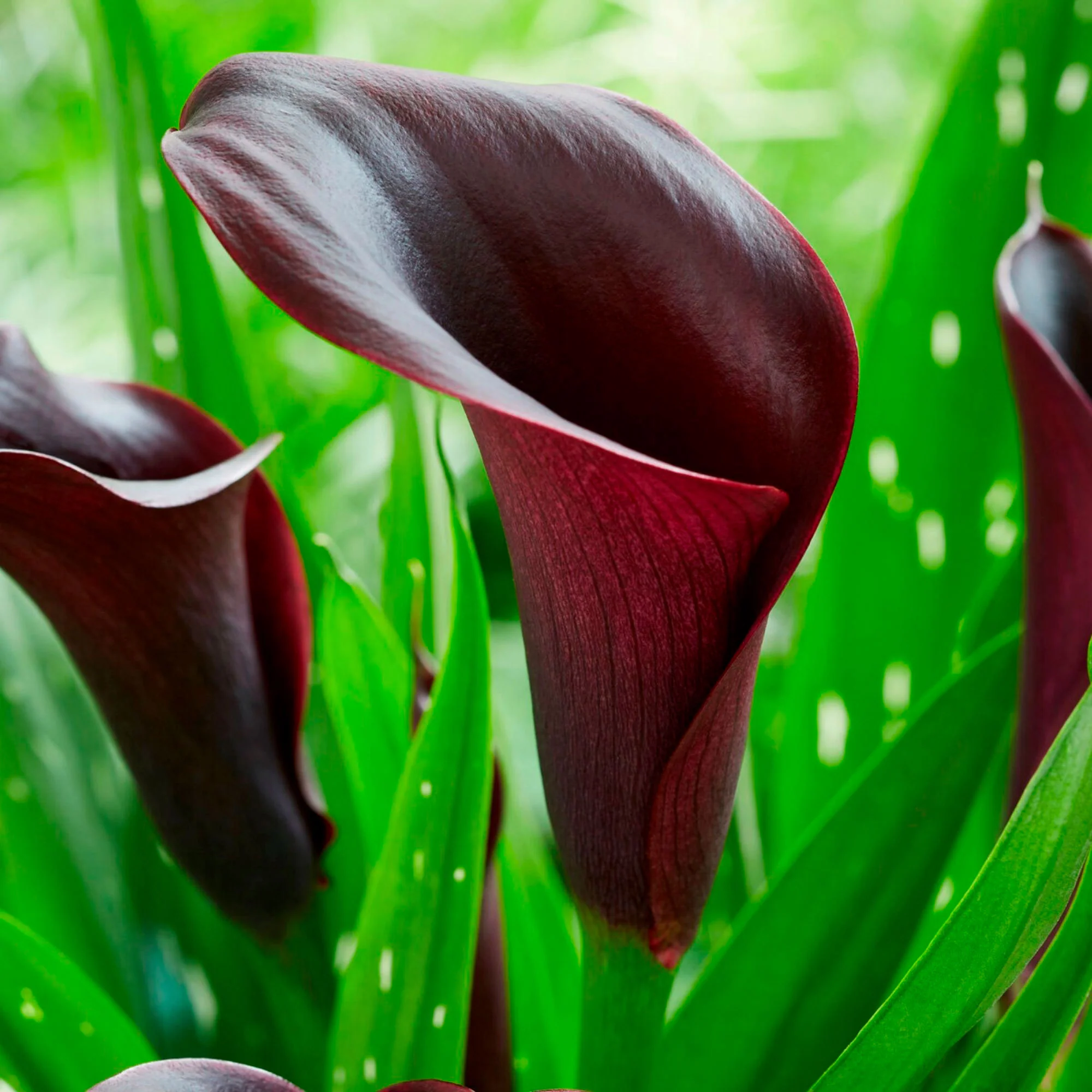 2x Arum Zantedeschia Calla Noir - Image 2