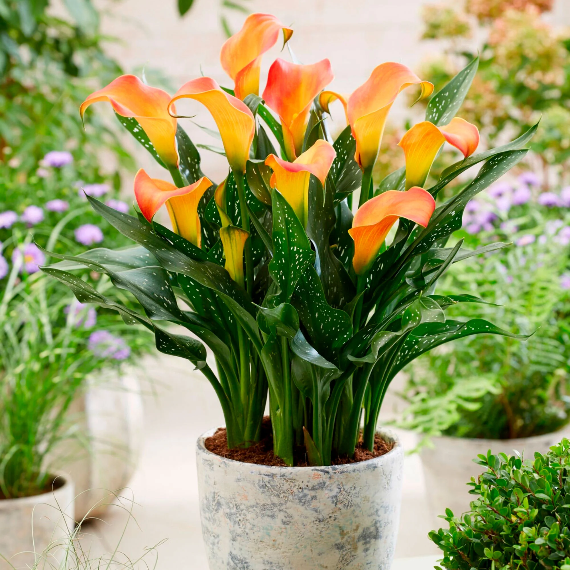 2x Arum Zantedeschia Calla Orangé - Image 2