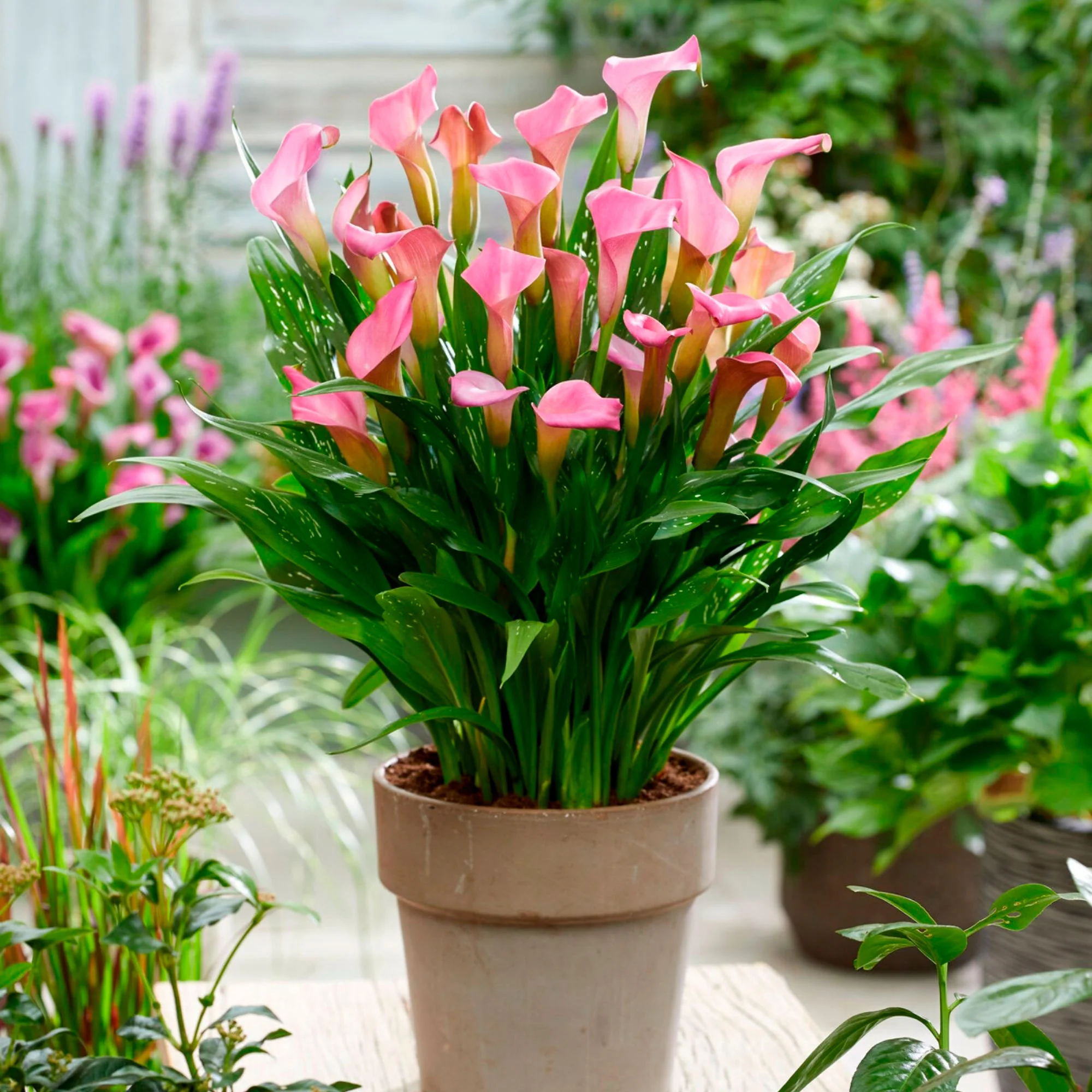 2x Arum Zantedeschia Calla Rose - Image 3
