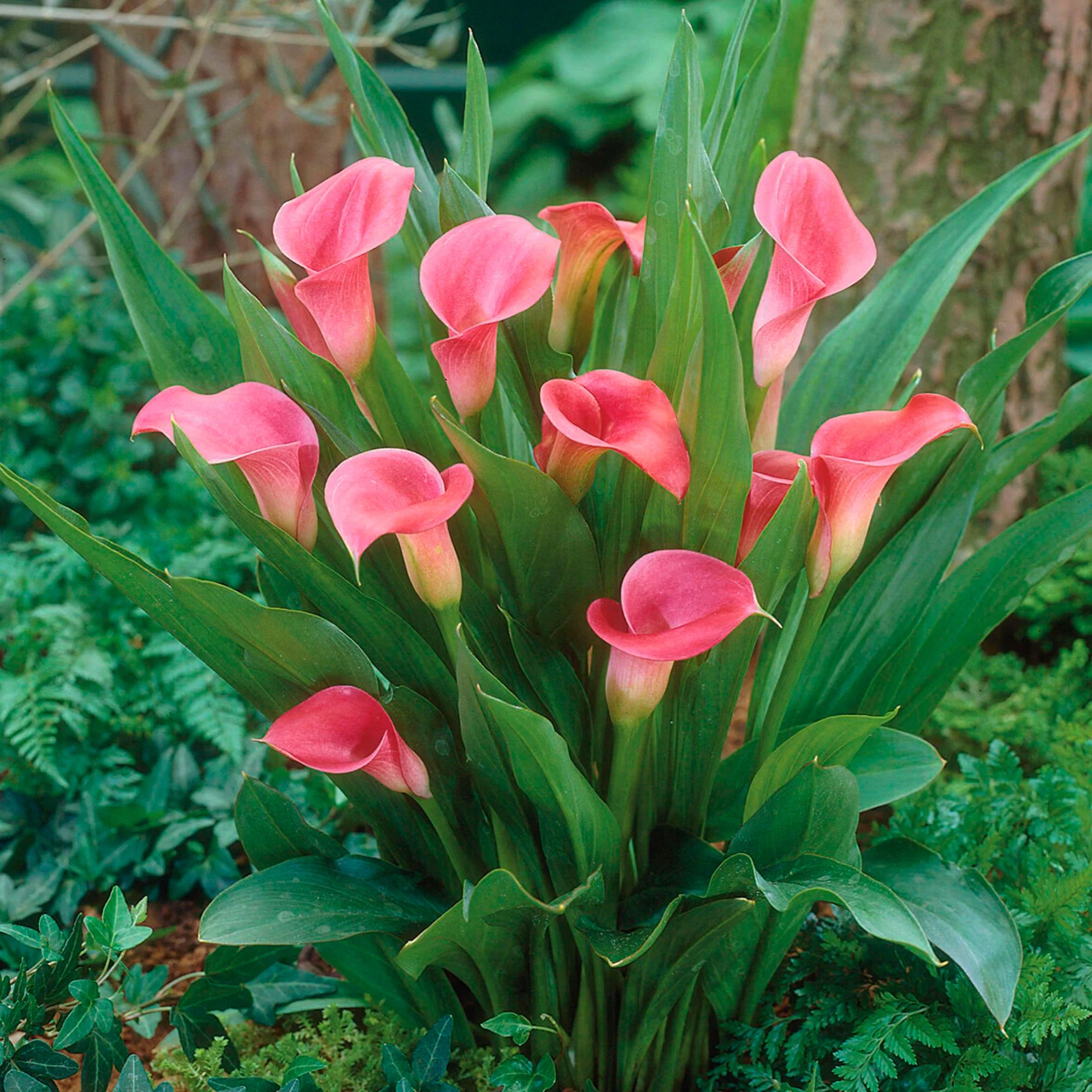 2x Arum Zantedeschia Calla Rose - Image 4