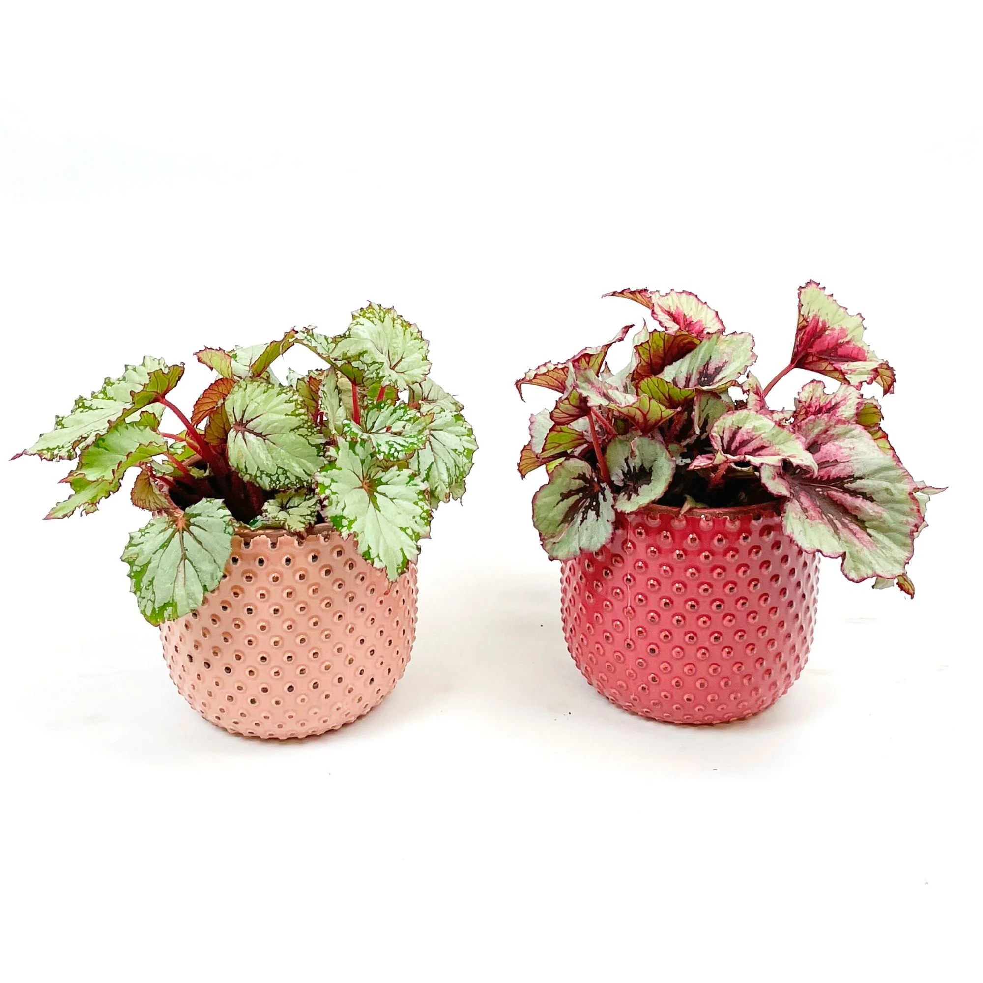 2x Bégonia Begonia - Mélange 'Bégonias Bold' avec cache-pots - Image 2