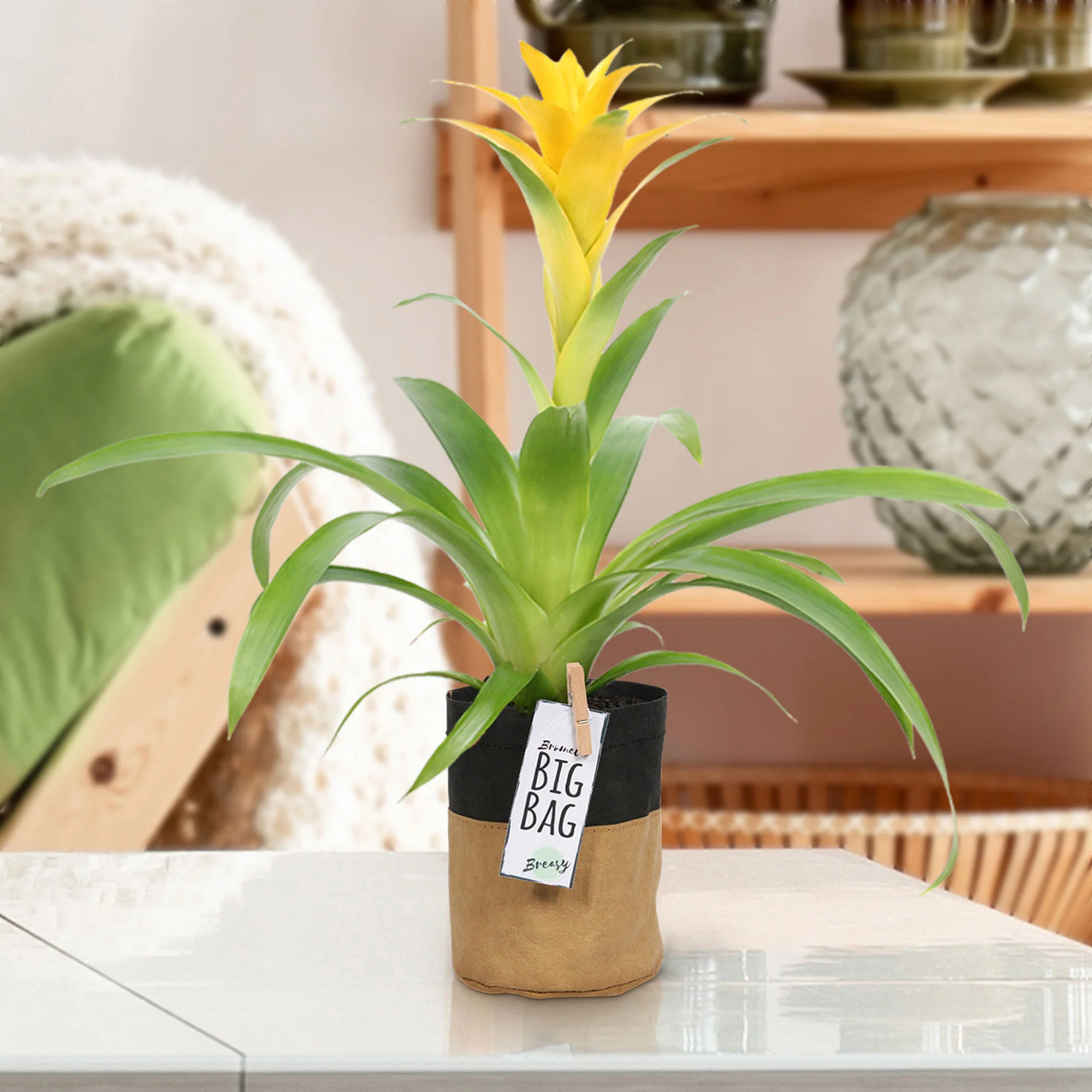 2x Bromélia Guzmania 'Deseo' jaune - Image 2