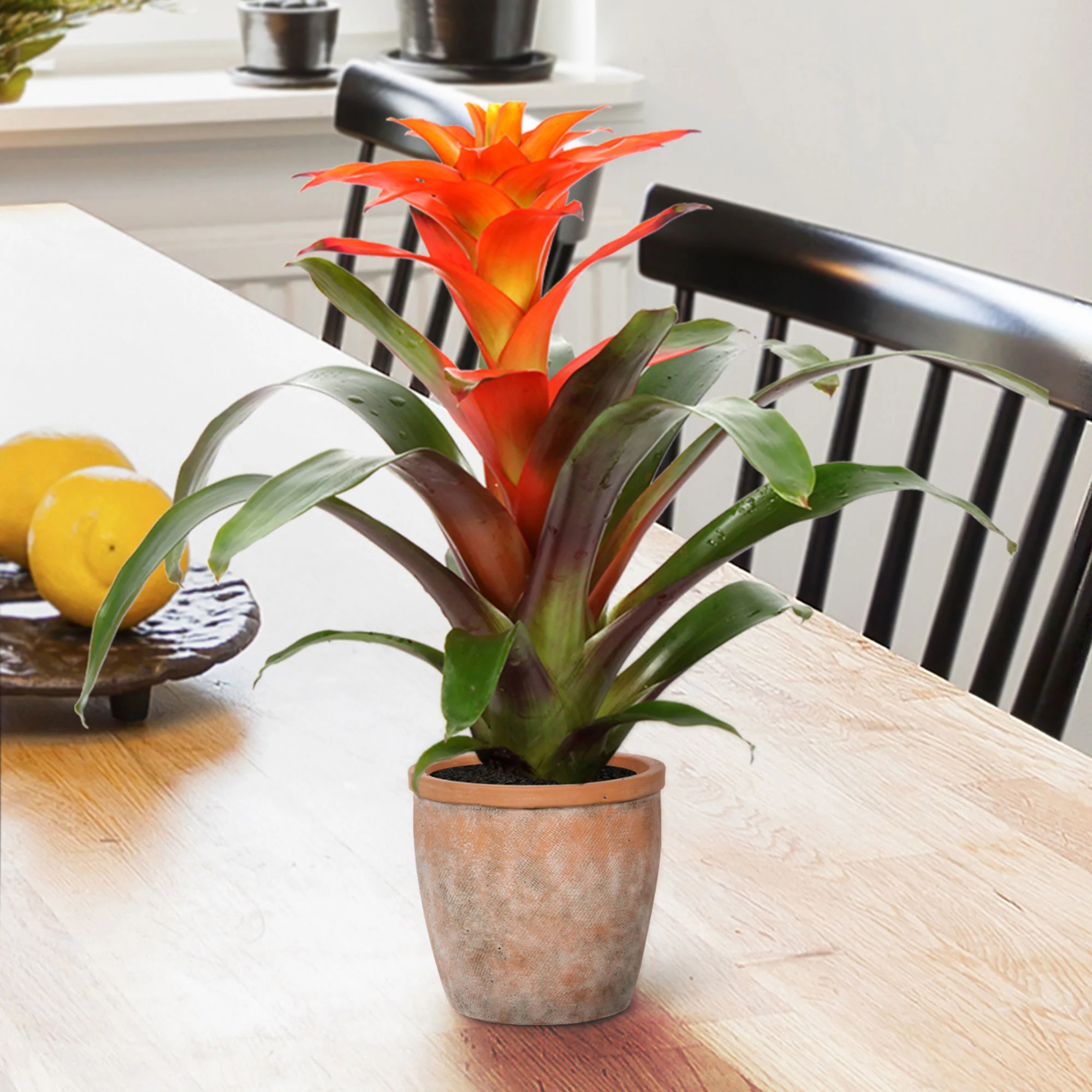 2x Bromélia Guzmania 'Fiero' orangé-jaune - Image 2