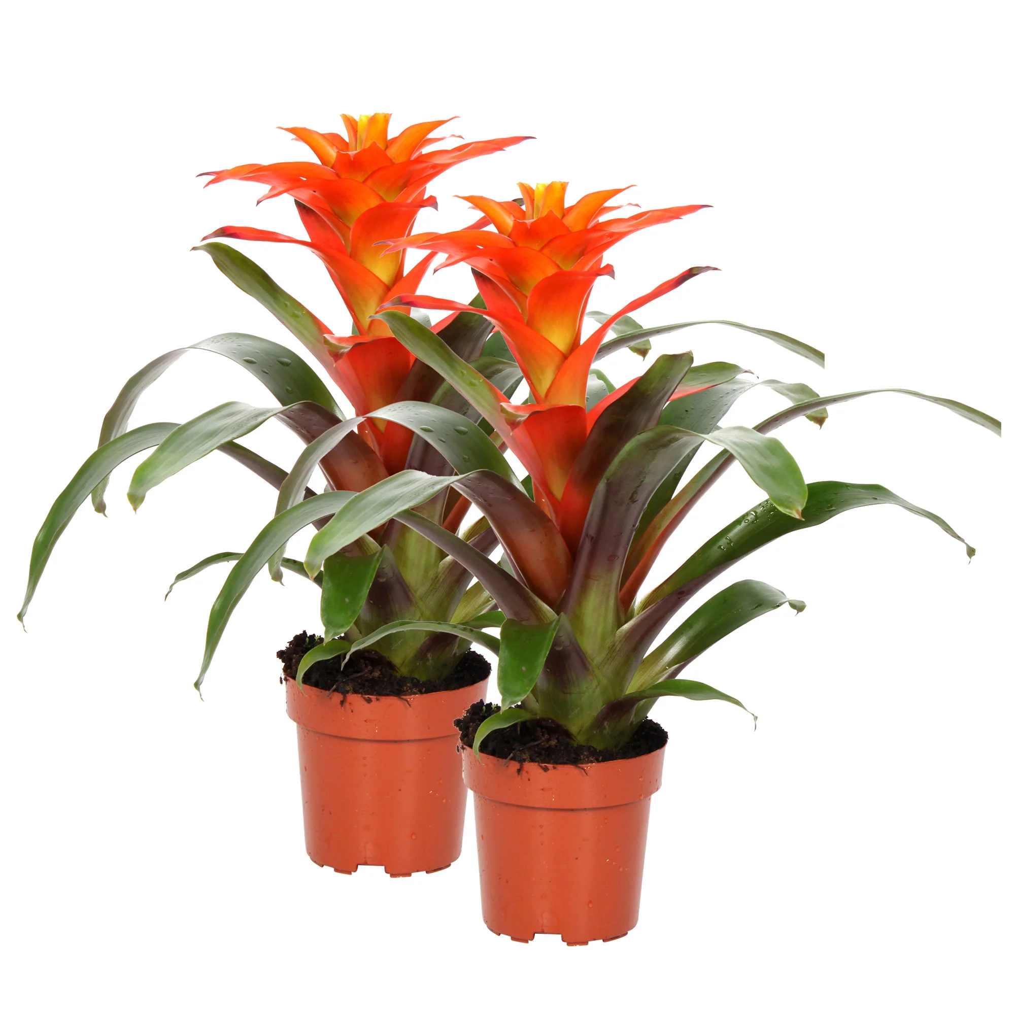 2x Bromélia Guzmania 'Fiero' orangé-jaune - Image 4