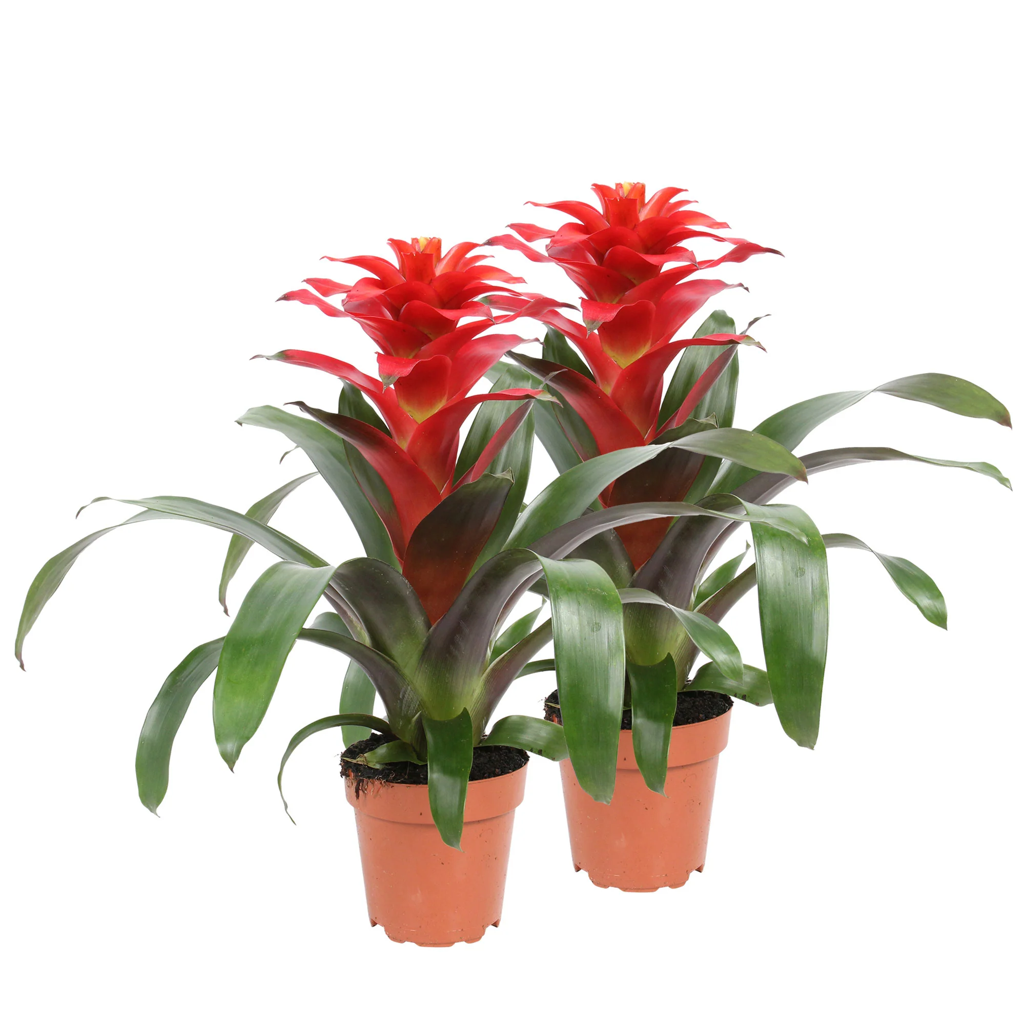 2x Bromélia Guzmania 'Optima' vert-rouge - Image 3