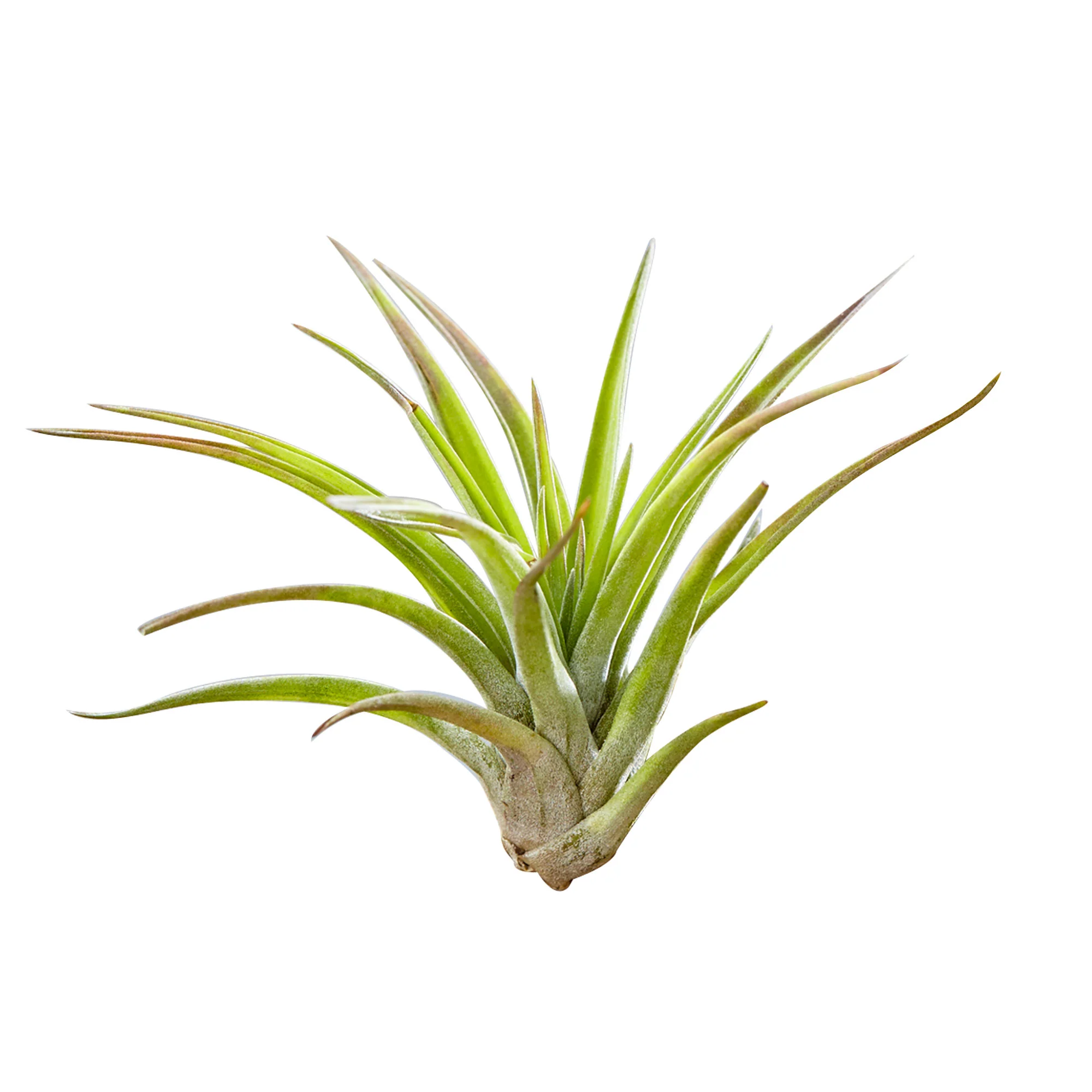 2x Bromélia Tillandsia vert sur bois déco - Image 3