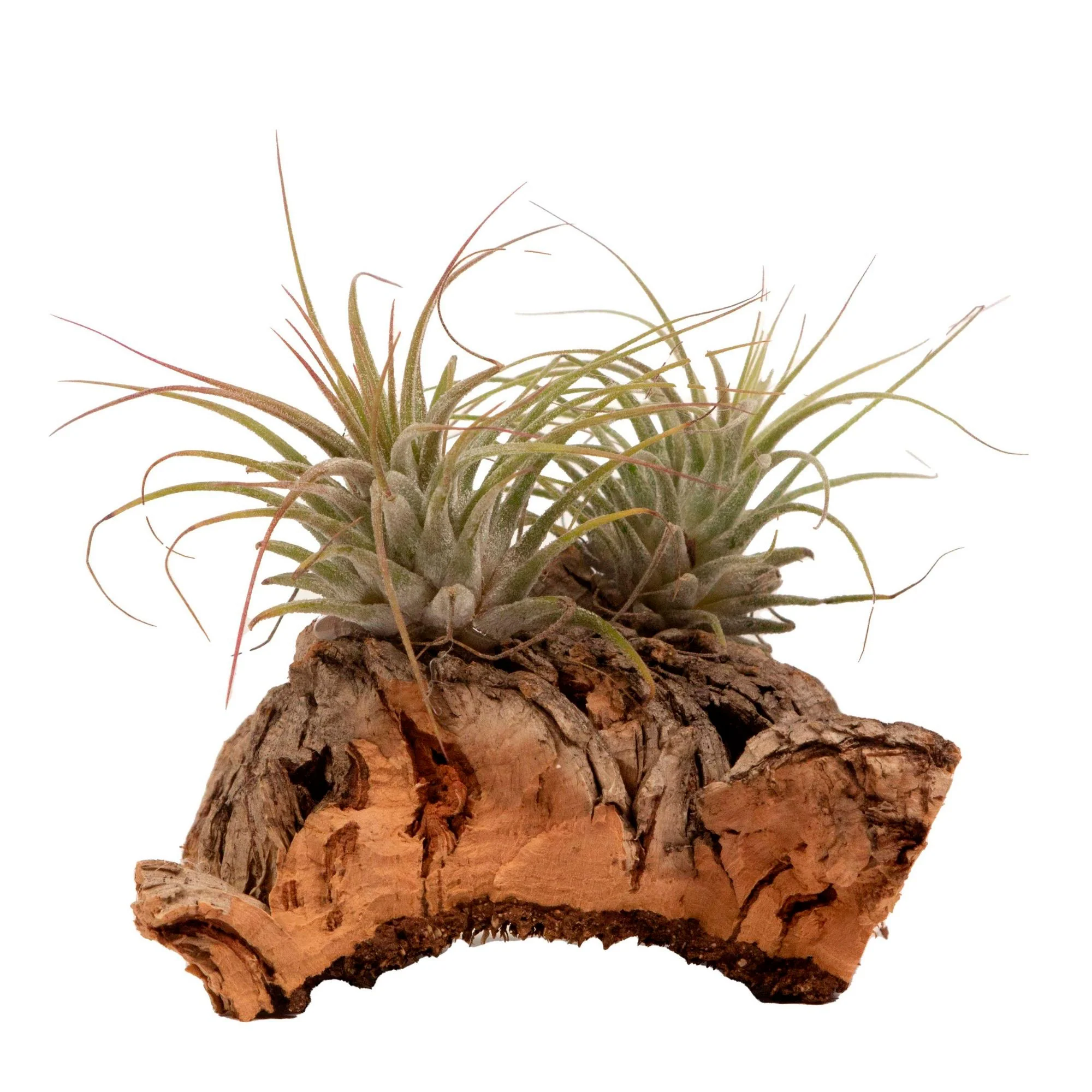 2x Bromélia Tillandsia vert sur bois déco - Image 5