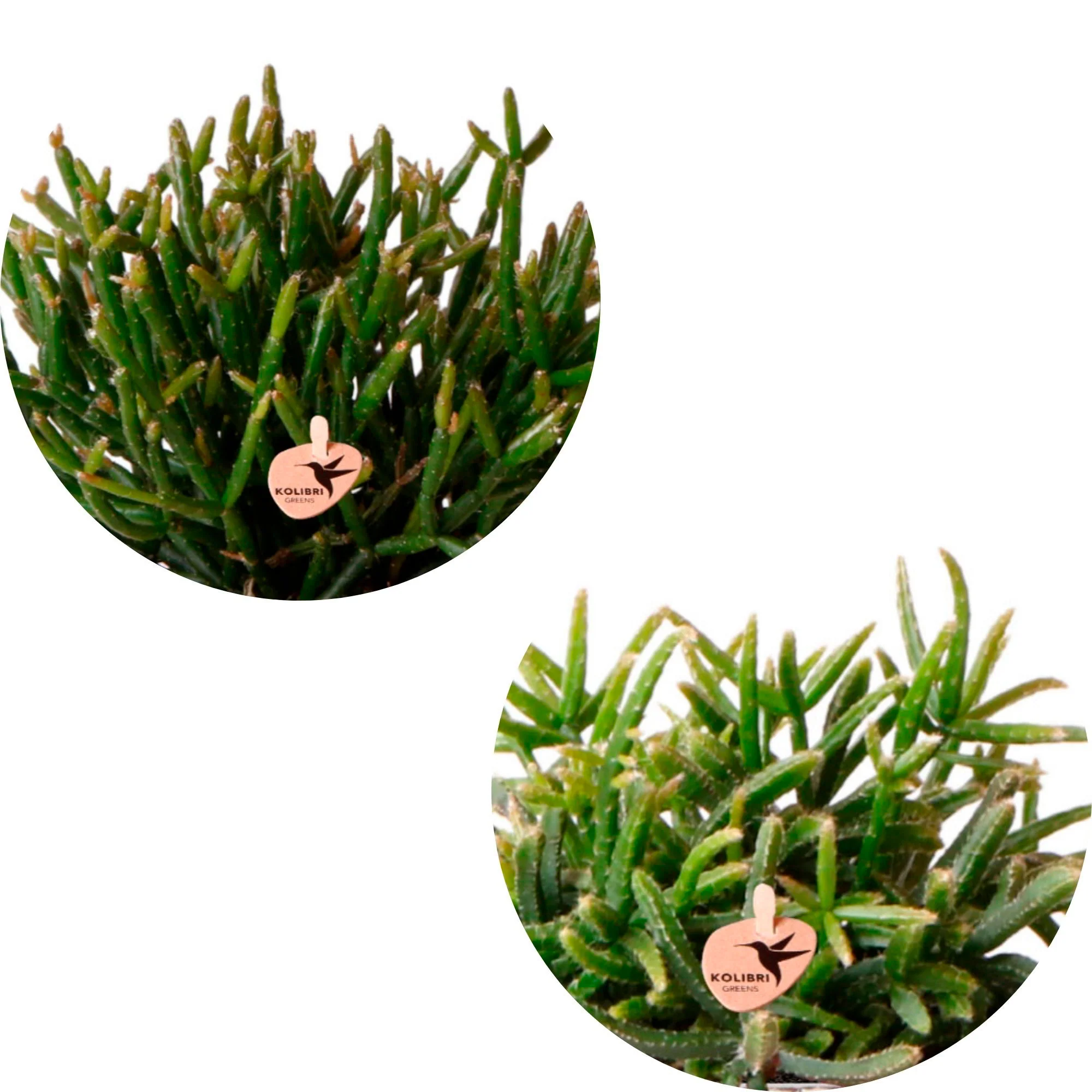 2x Cactus corail - Ensemble vert avec cache-pots Happy Face blancs - Image 2