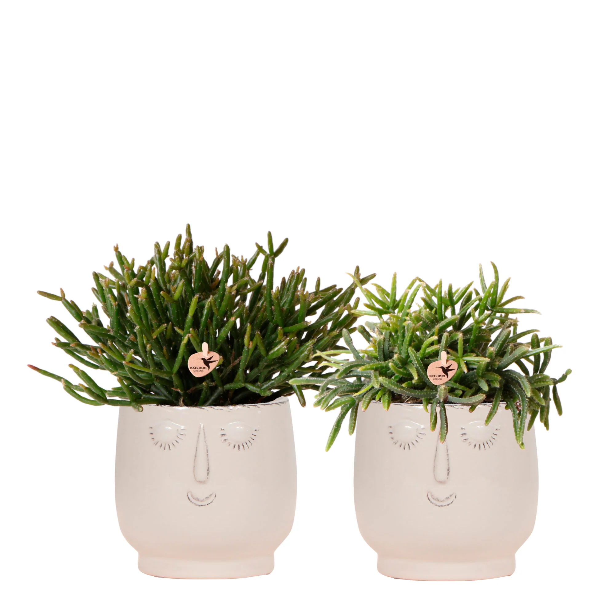 2x Cactus corail - Ensemble vert avec cache-pots Happy Face blancs - Image 3