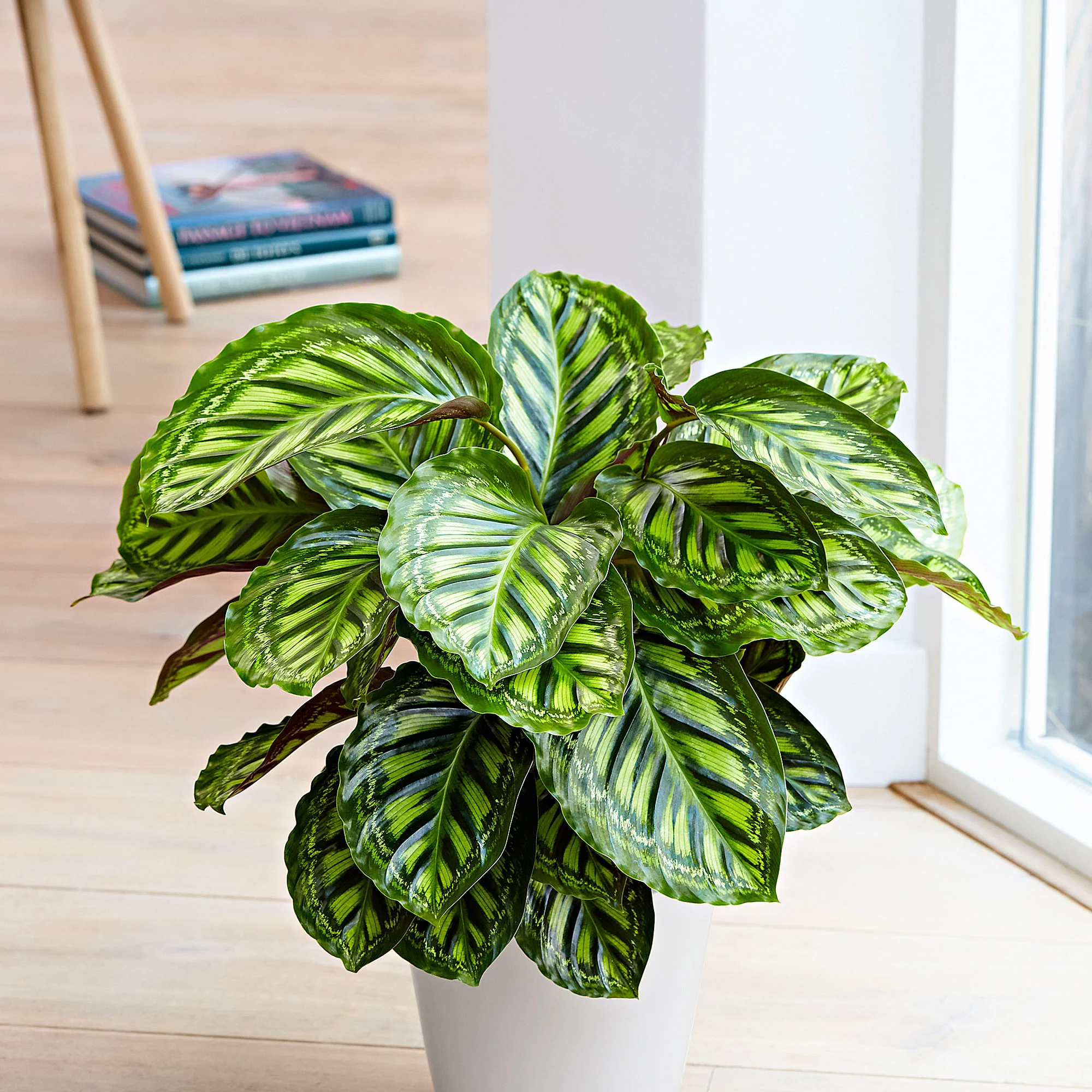 2x Calathea 'Flamestar' - Image 2
