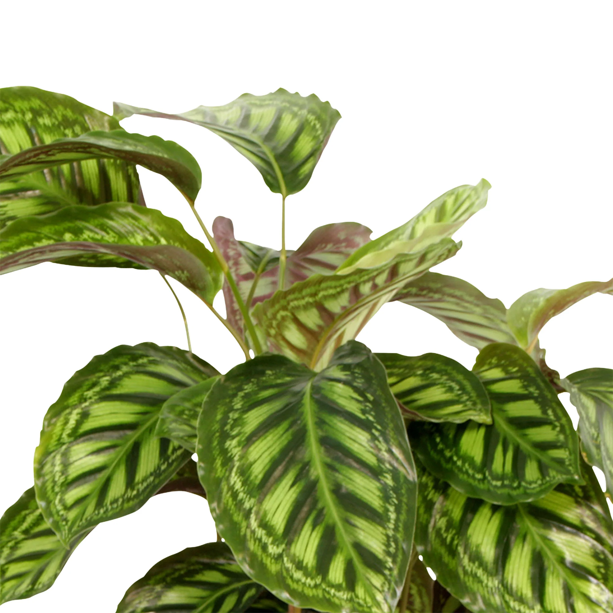 2x Calathea 'Flamestar' - Image 3