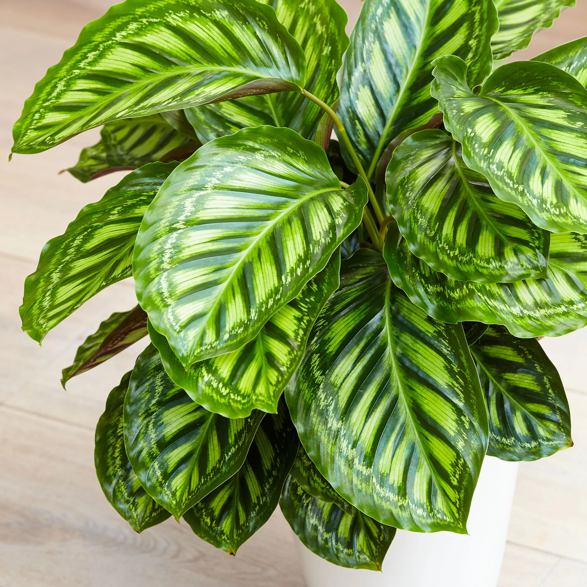 2x Calathea 'Flamestar' - Image 4