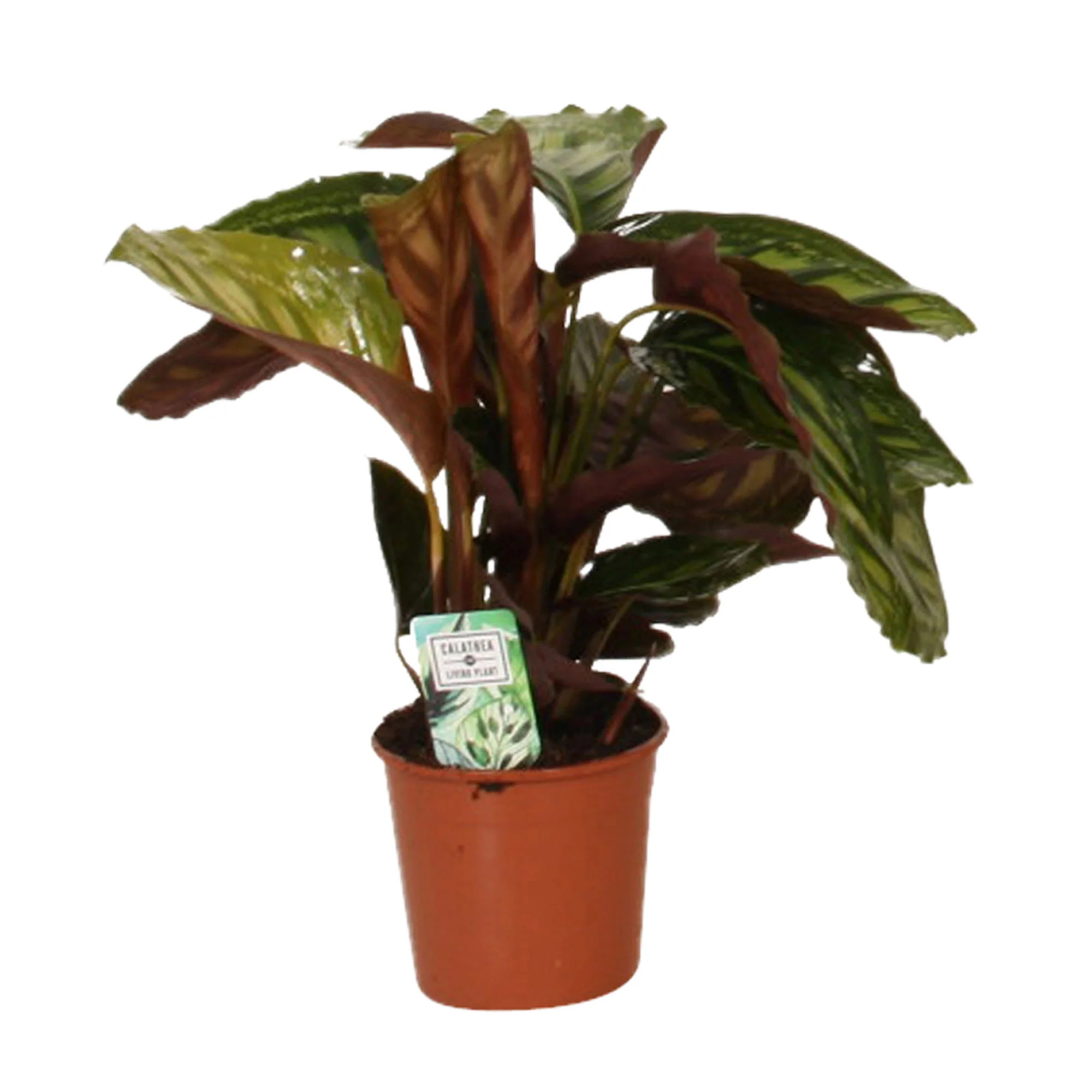 2x Calathea 'Flamestar' - Image 5