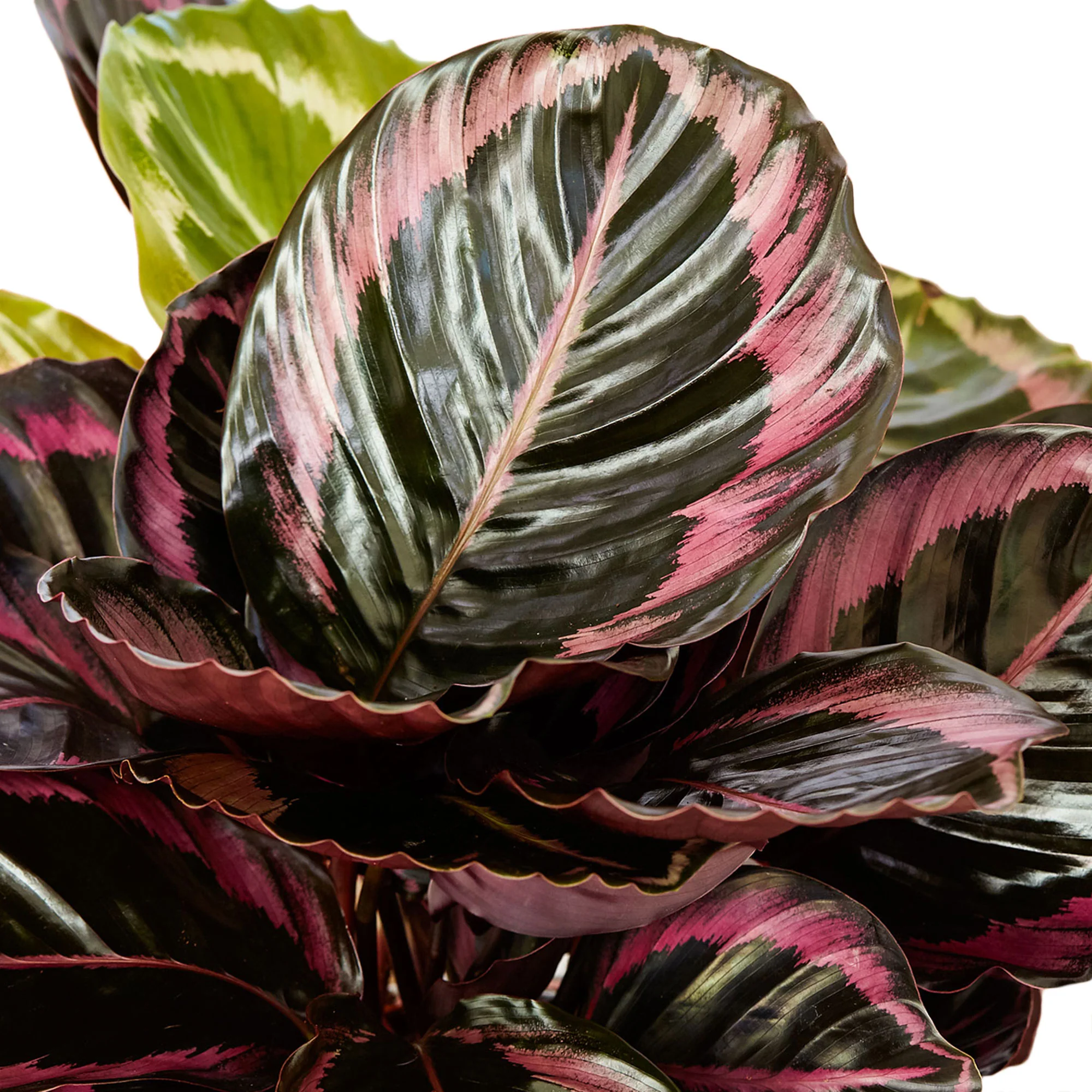 2x Calathea 'Surprise Star' - Image 2