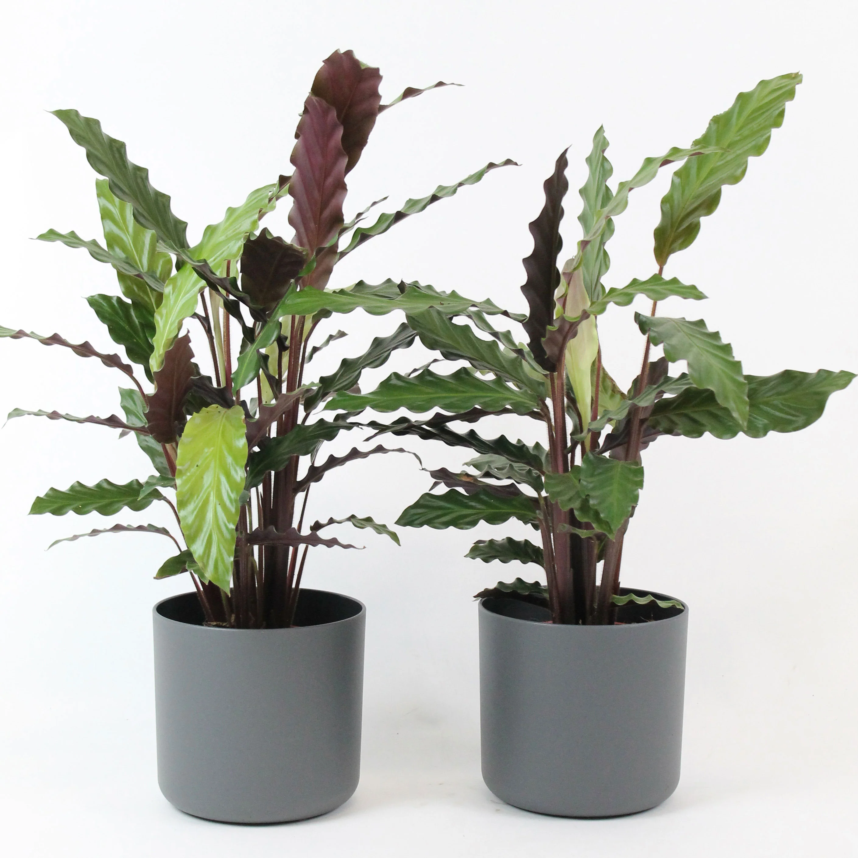 2x Calathea 'Wavestar' avec pot décoratif - Image 2