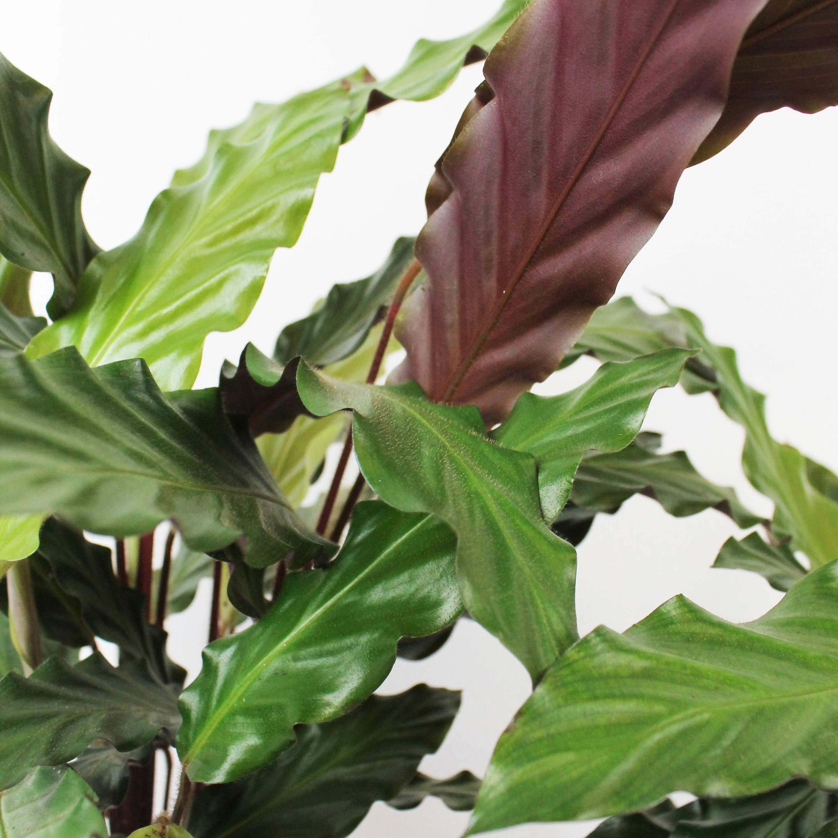 2x Calathea 'Wavestar' avec pot décoratif - Image 3