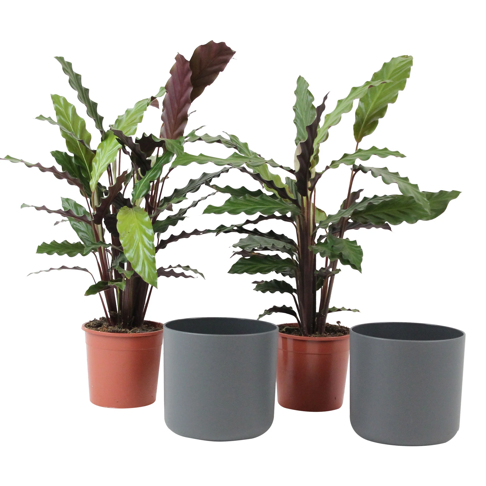2x Calathea 'Wavestar' avec pot décoratif - Image 4