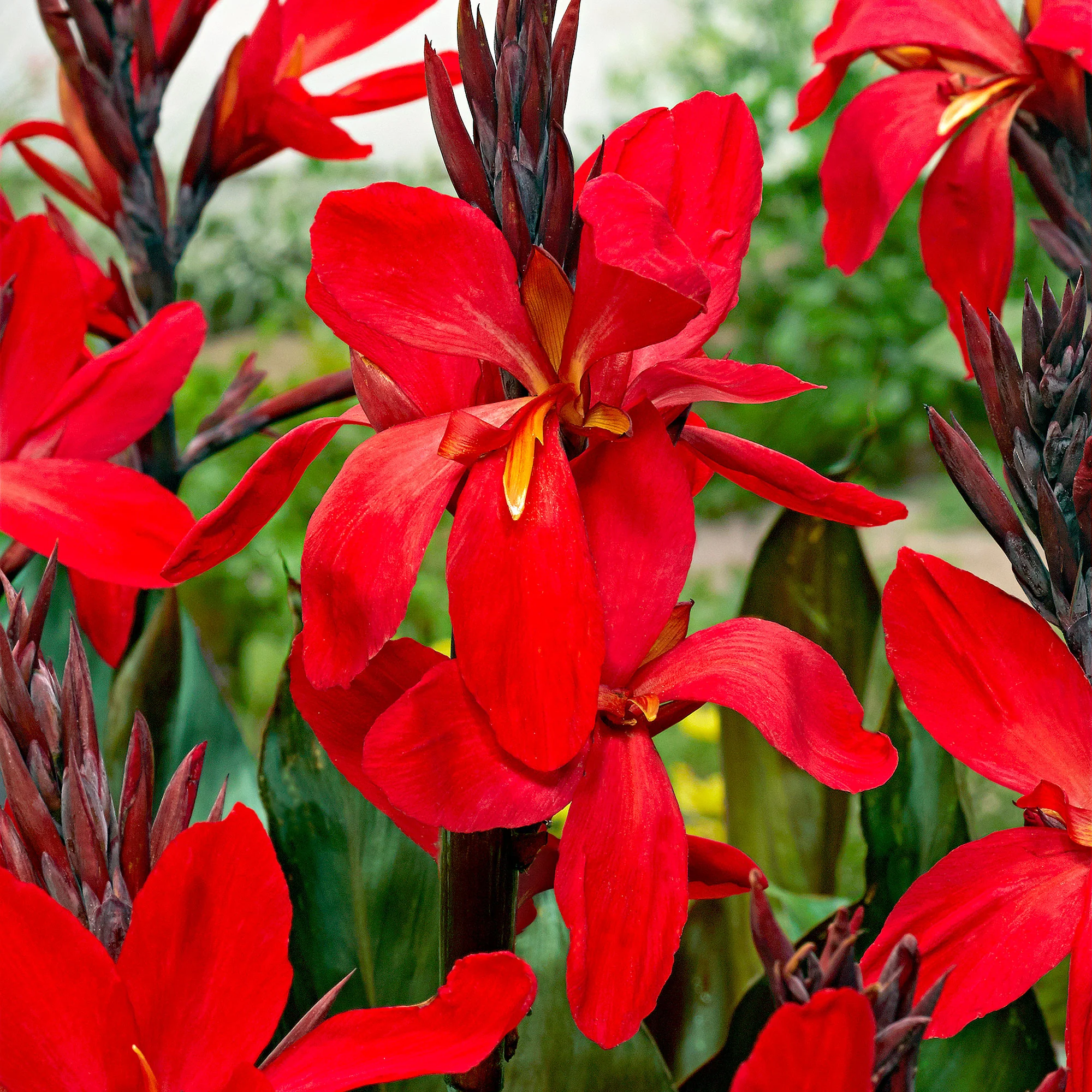 2x Canna d'Inde Canna 'Red Futurity' rouge