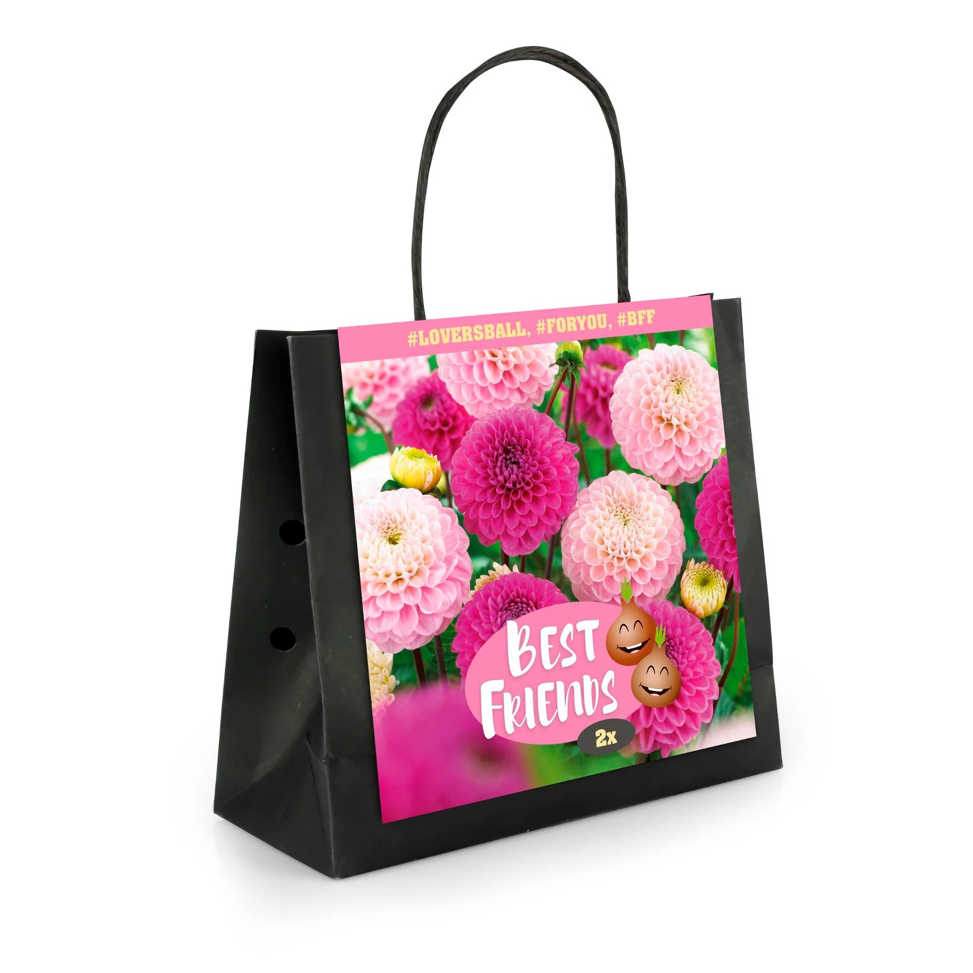2x Dahlia  'Lovers Ball' Violet-Rose