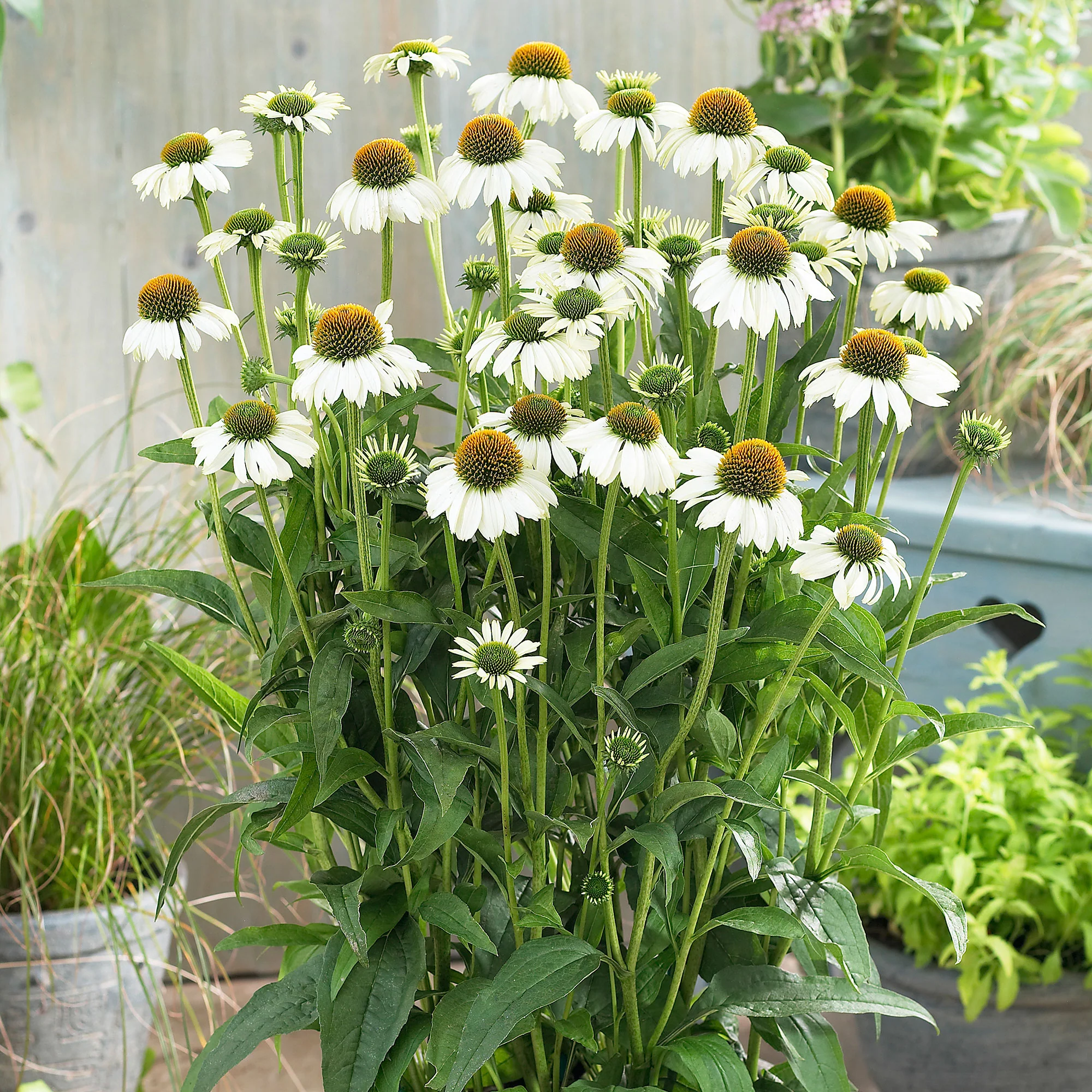2x Échinacée Echinacea 'Alaska' blanc - Plants à racines nues - Image 6