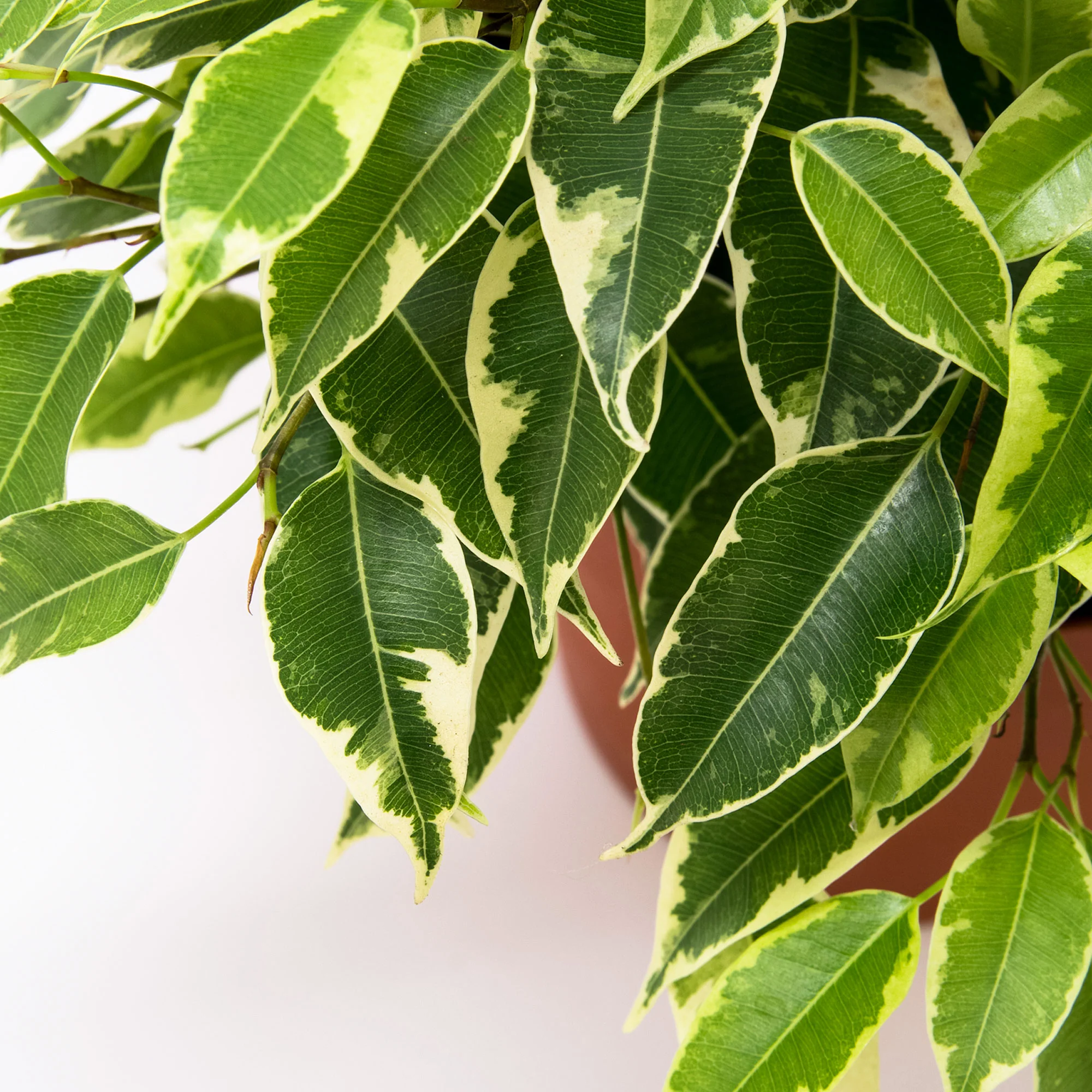 2x Figuier pleureur Ficus benjamina 'Kinky' - Image 2