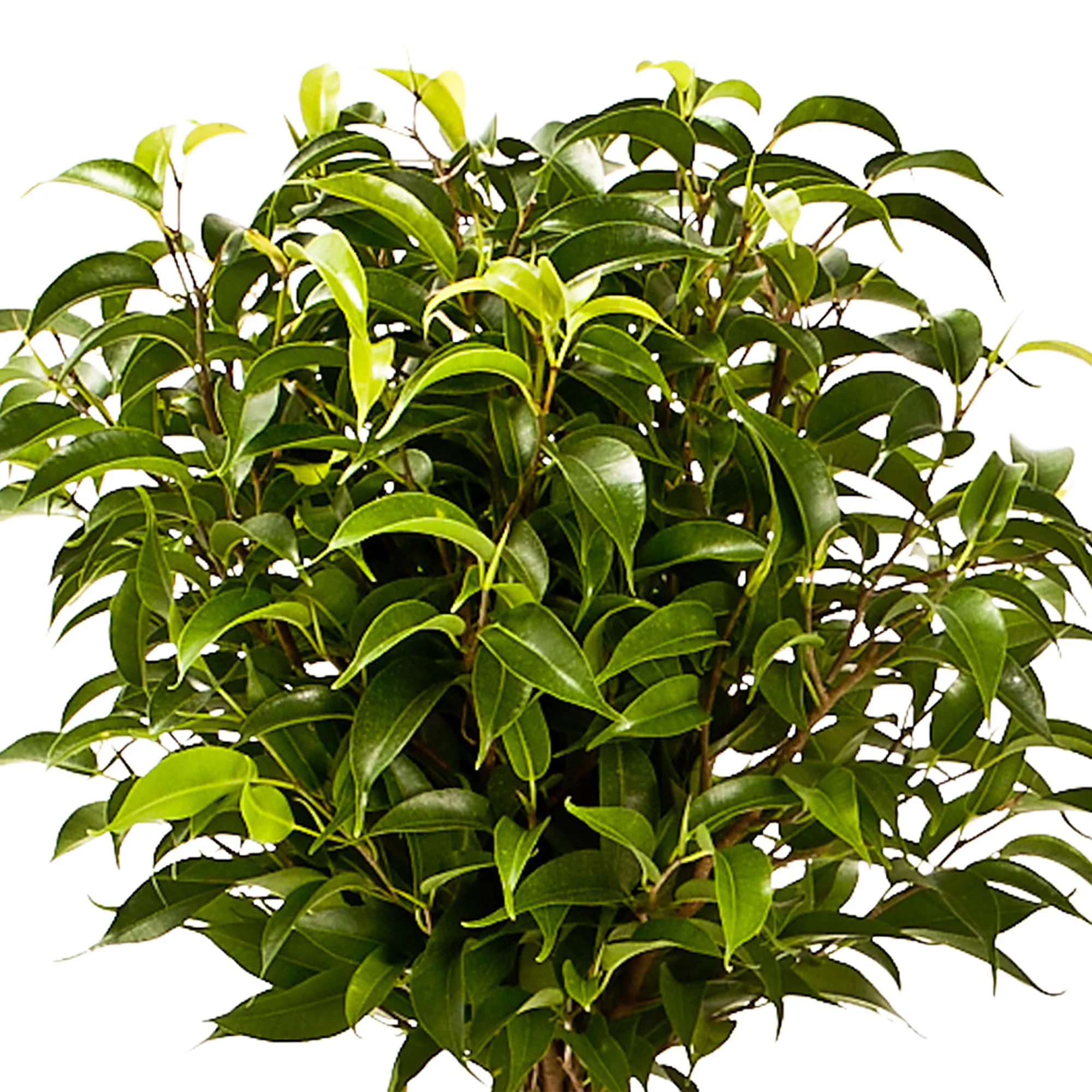 2x Figuier pleureur Ficus benjamina 'Natasja'  sur tige - Image 2