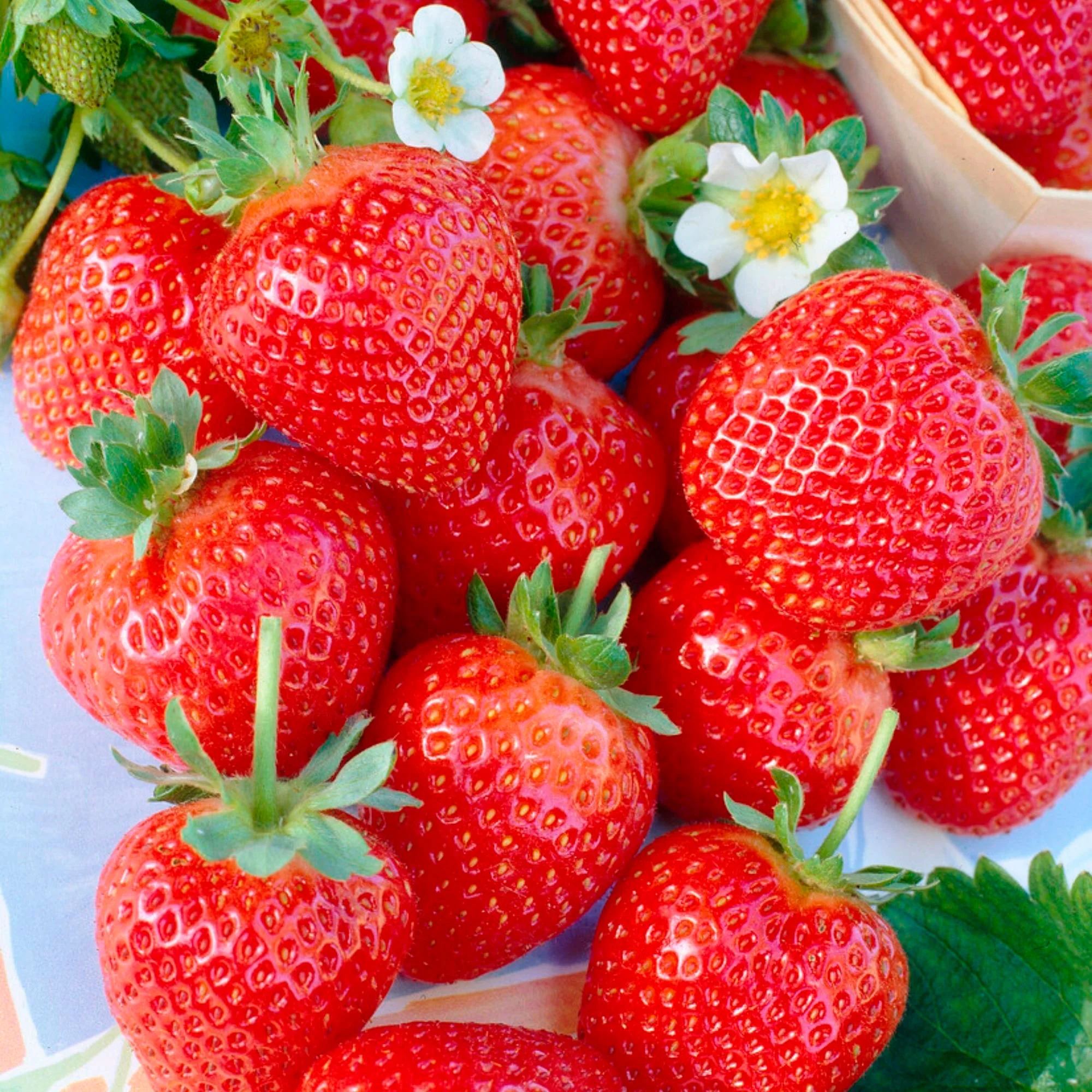2x Fraisier Fragaria x Ananassa Biologique - Image 2
