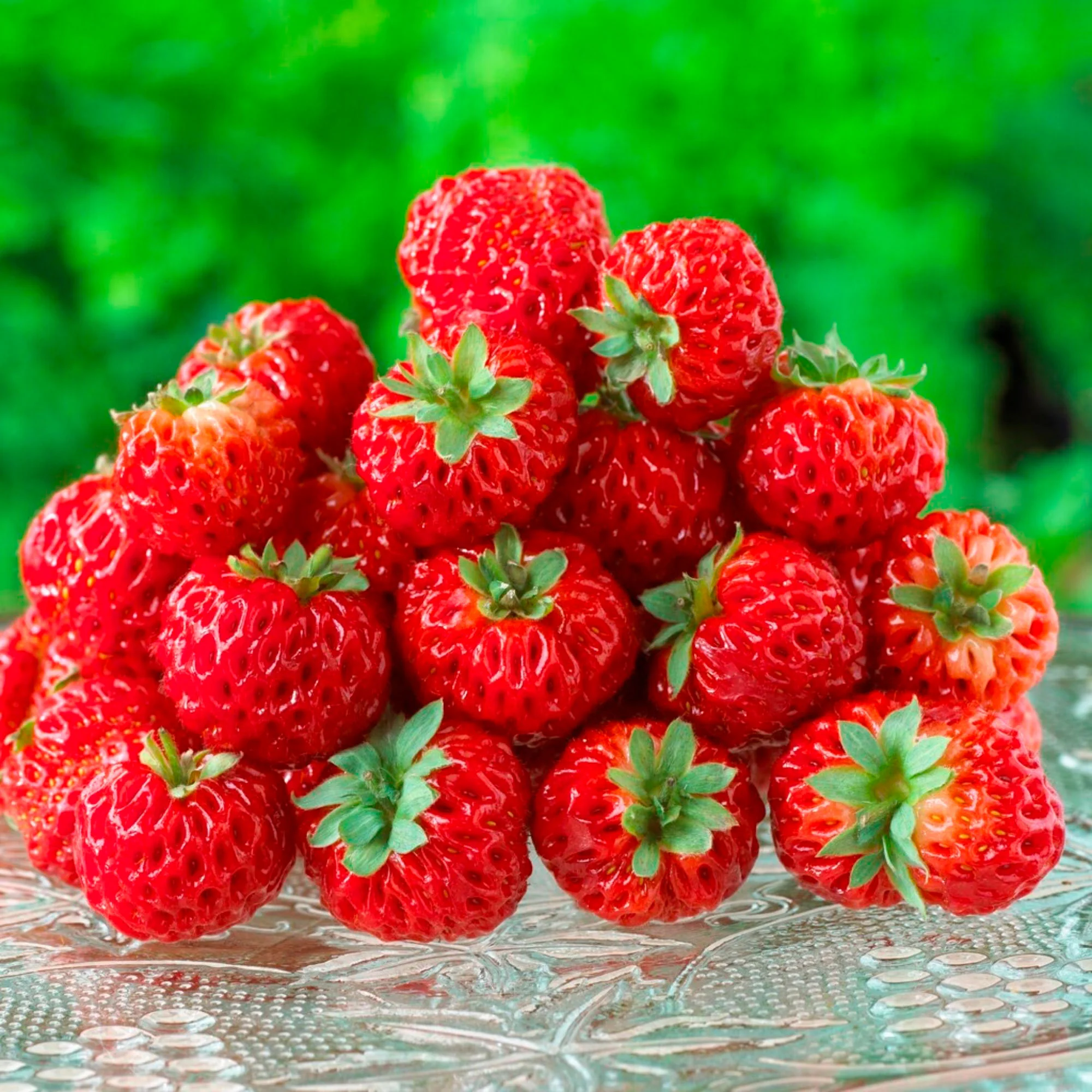 2x Fraisier Fragaria x Ananassa 'NoMieze' Biologique
