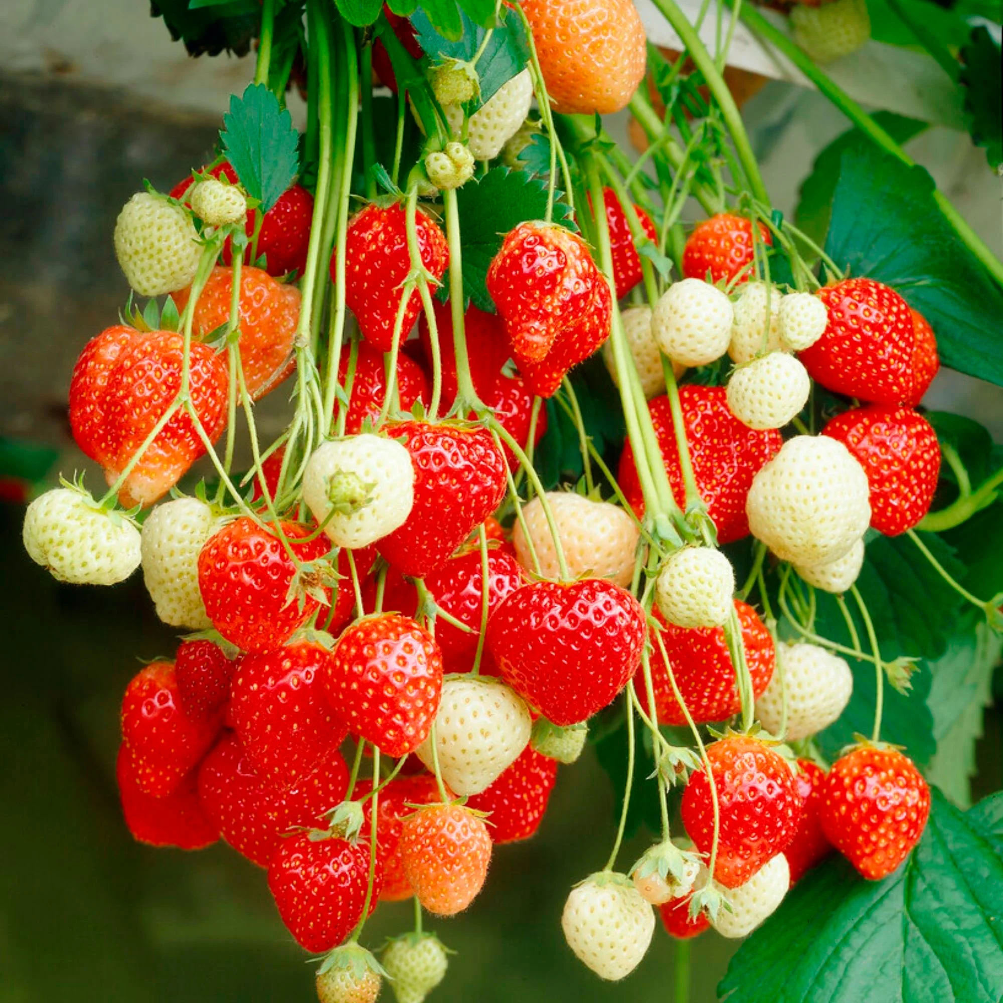 2x Fraisier suspendu Fragaria x Ananassa Biologique