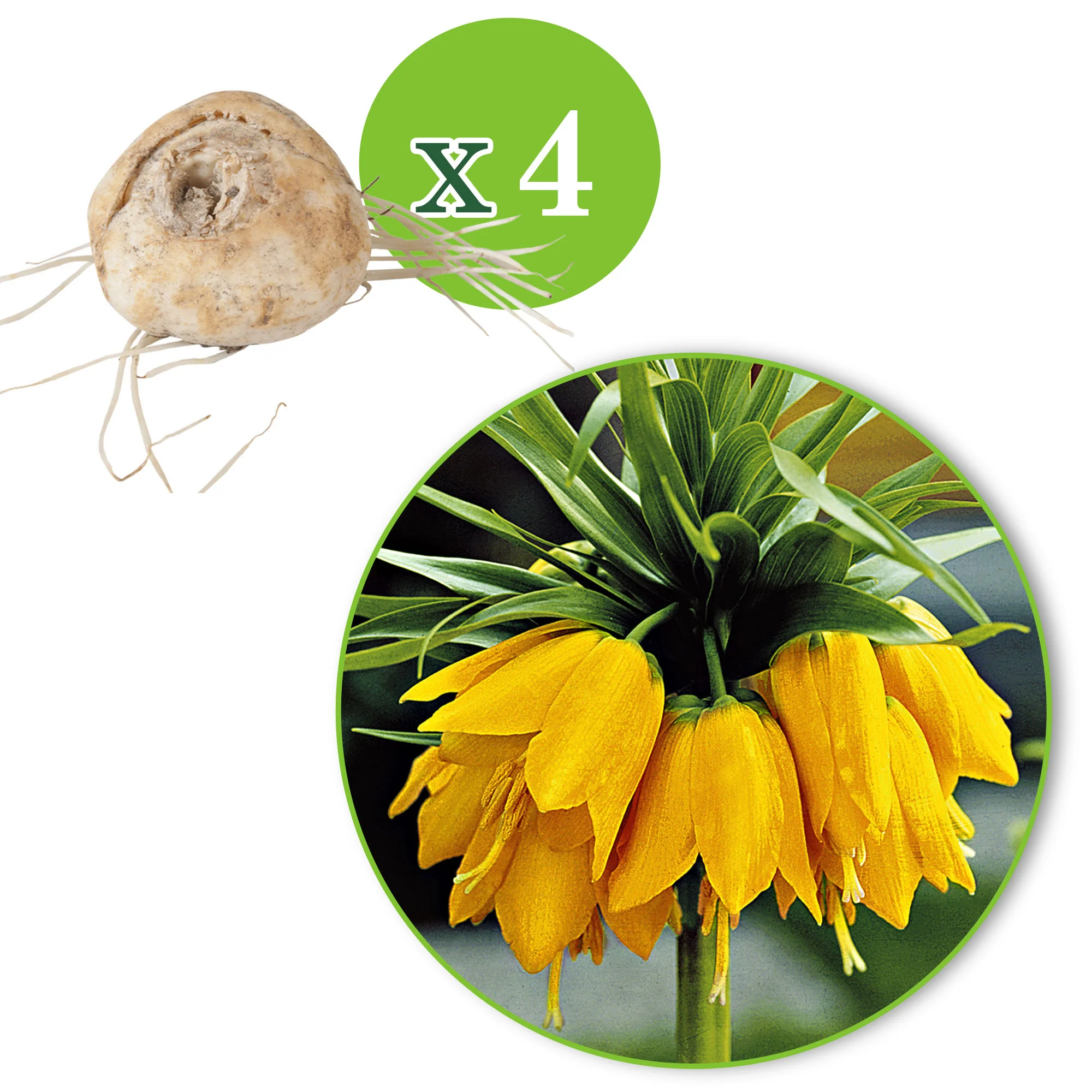 2x Fritillaire impériale Fritillaria 'Lutea' jaune - Image 5
