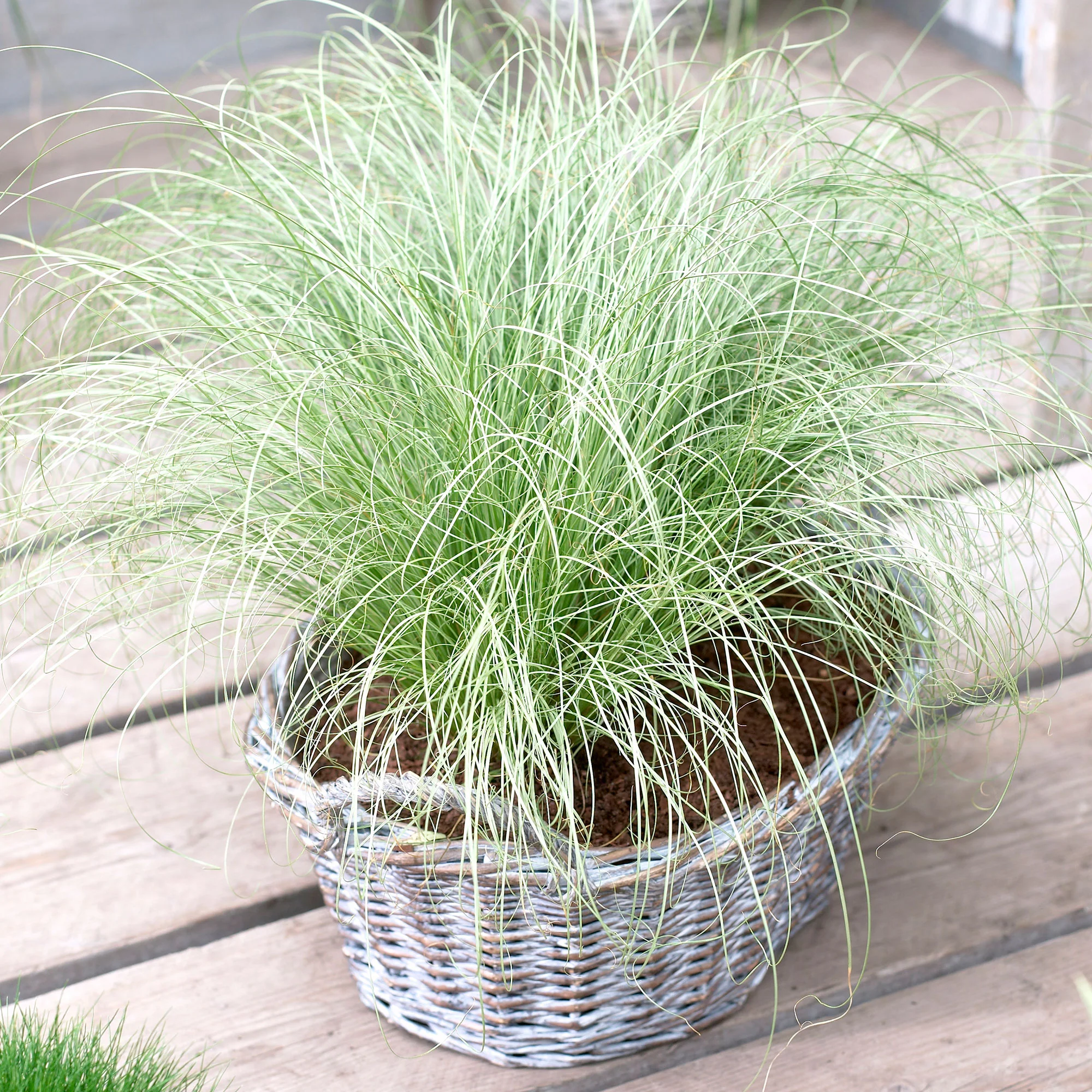 2x . 'Frosted Curls' vert-blanc avec cache-pot - Image 2