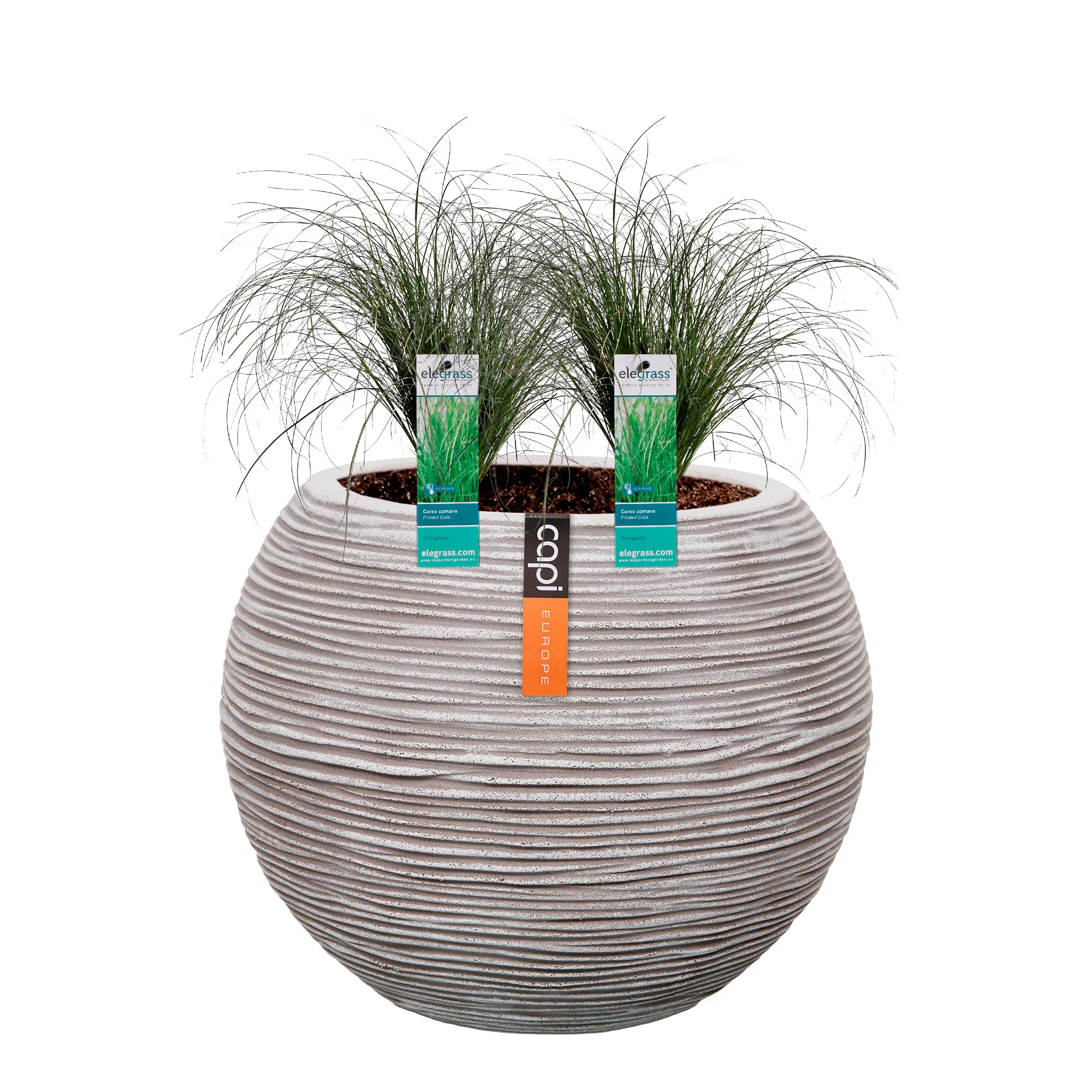 2x . 'Frosted Curls' vert-blanc avec cache-pot - Image 3