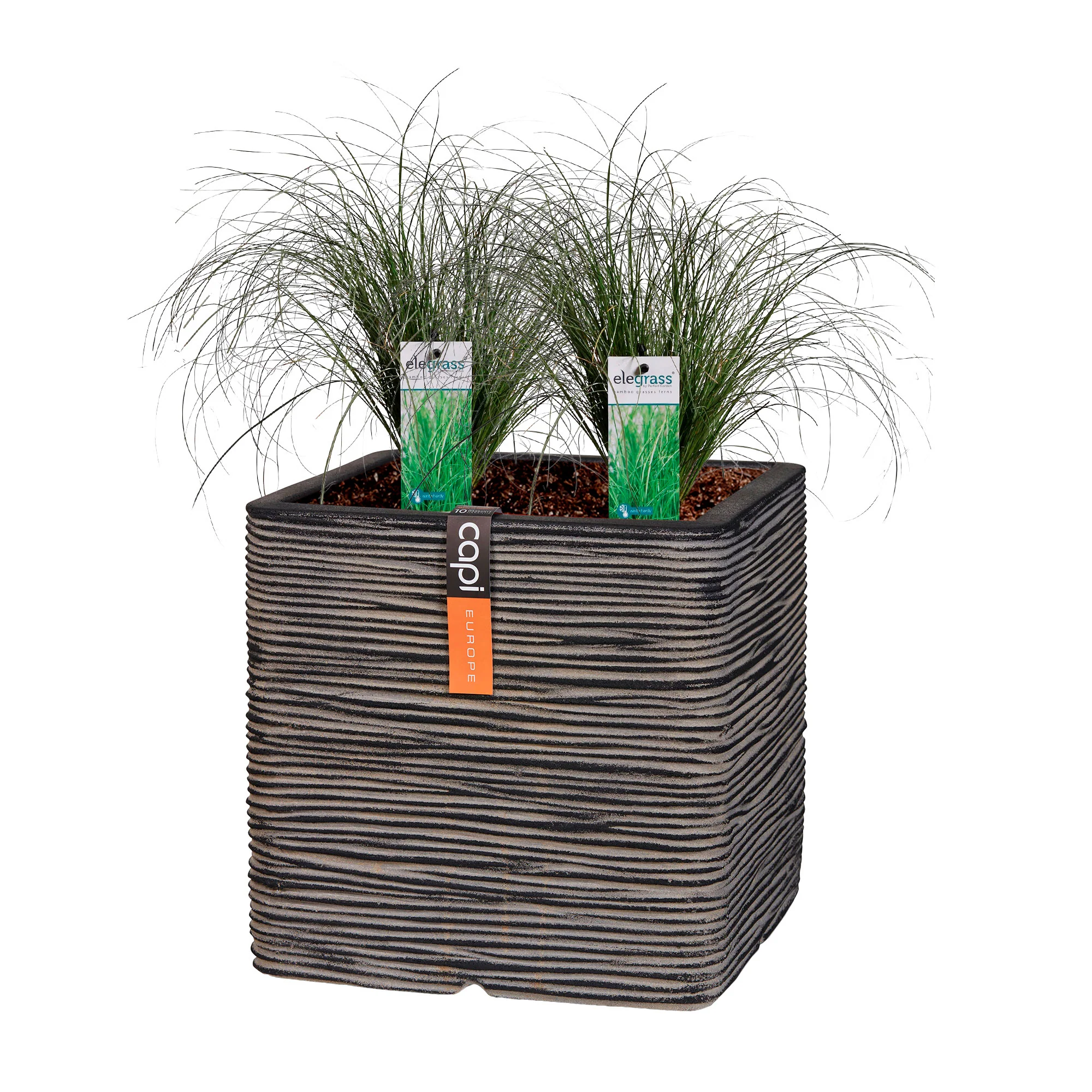 2x . 'Frosted Curls' vert-blanc avec cache-pot - Image 3