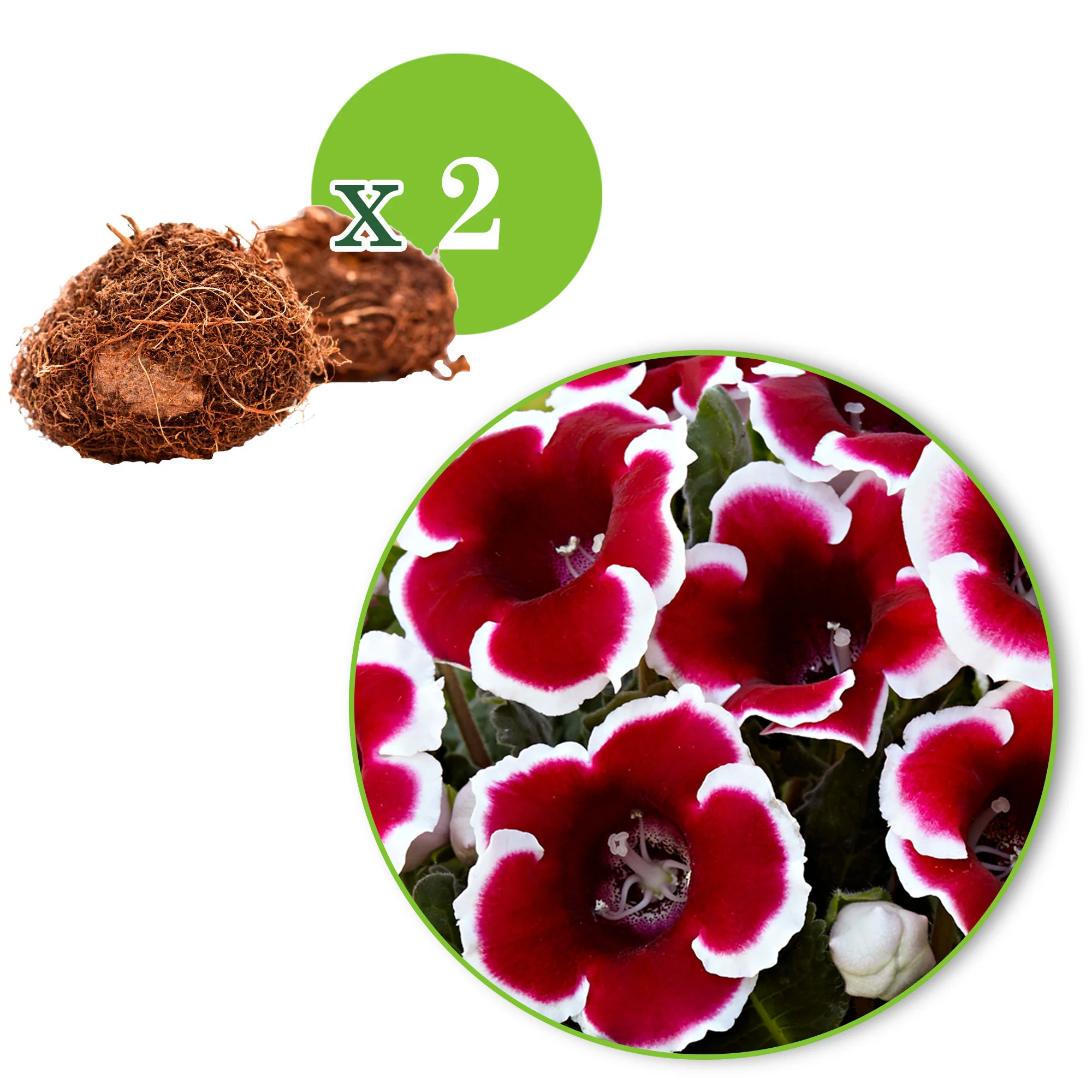 2x Gloxinia 'Kaiser Friedrich' rouge-blanc - Image 4