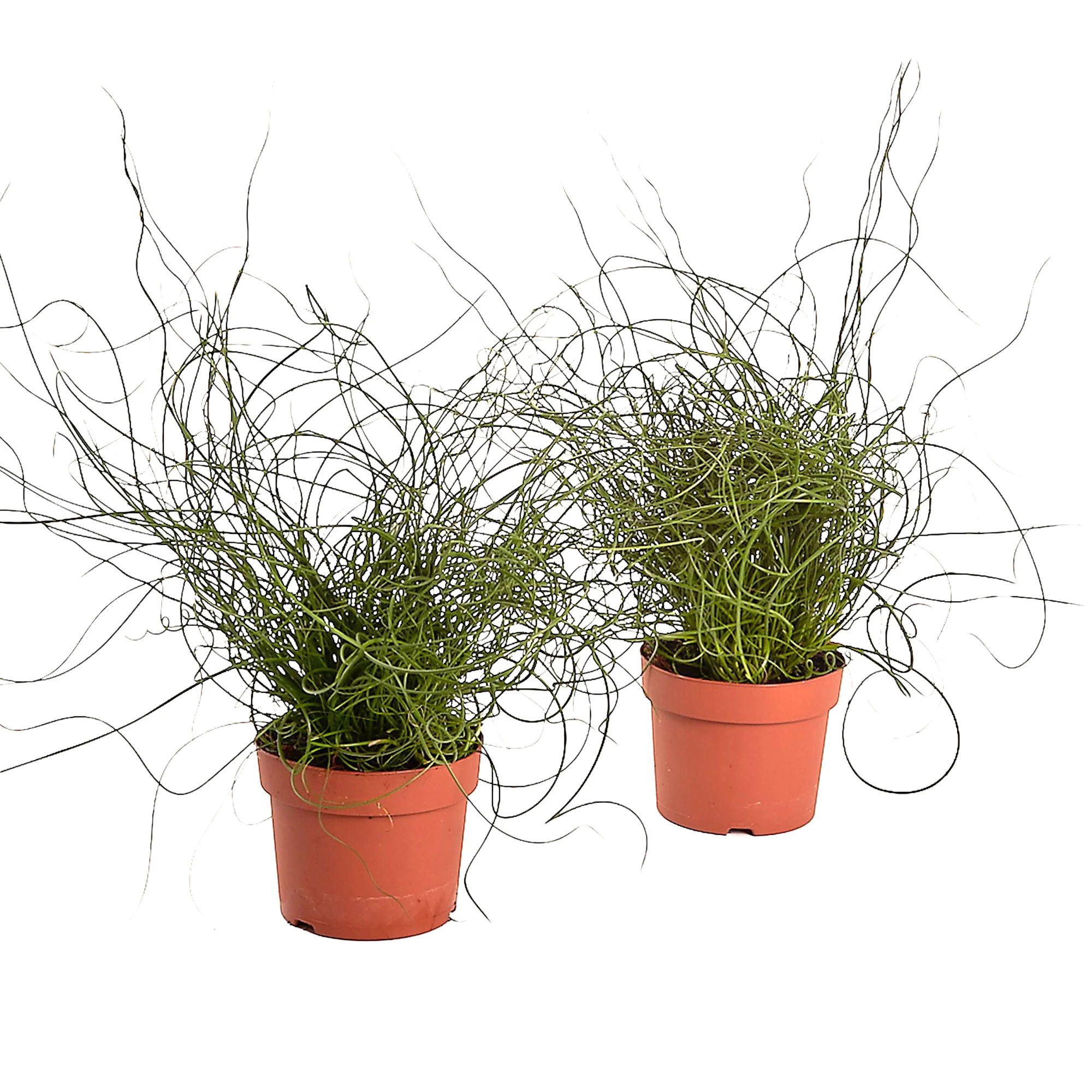 2x Jonc épars Juncus 'Liebeslocken' - Image 4