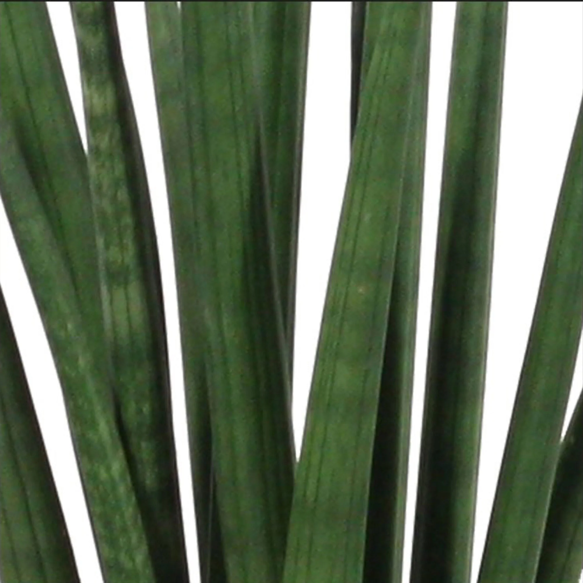 2x Langue de belle-mère Sansevieria 'Rocket' - Image 2