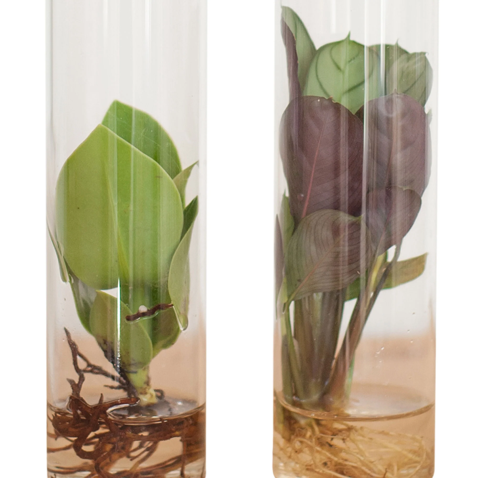 2x Mélange de coupe en tube de verre - Hydroponique - Image 3