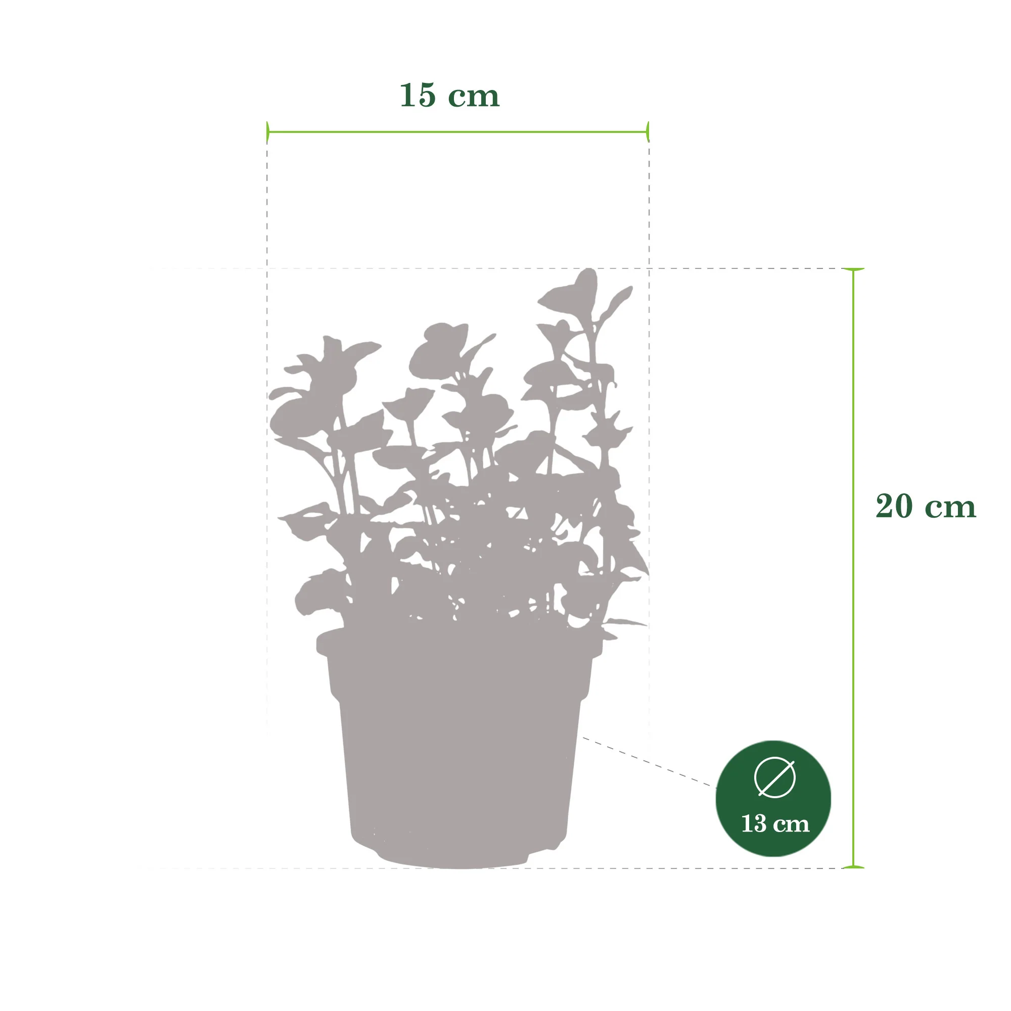 2x Menthe orangée Mentha 'Orange' - Biologique - Image 5