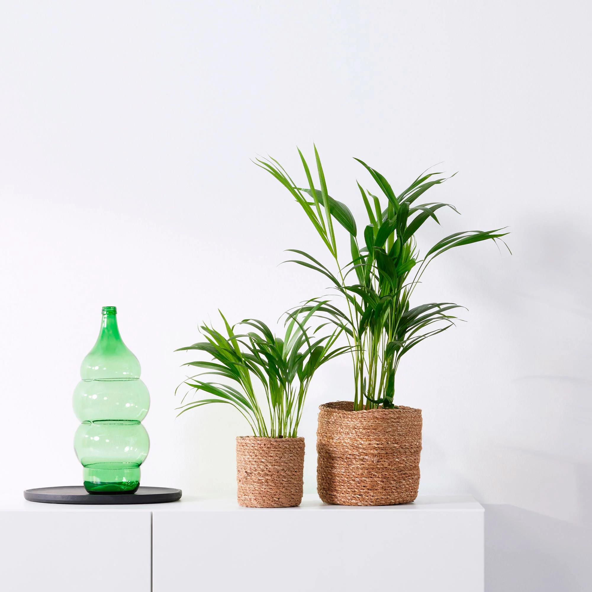 2x Palmier Areca Dypsis lutescens avec cache-pots en crin végétal naturel - Image 2
