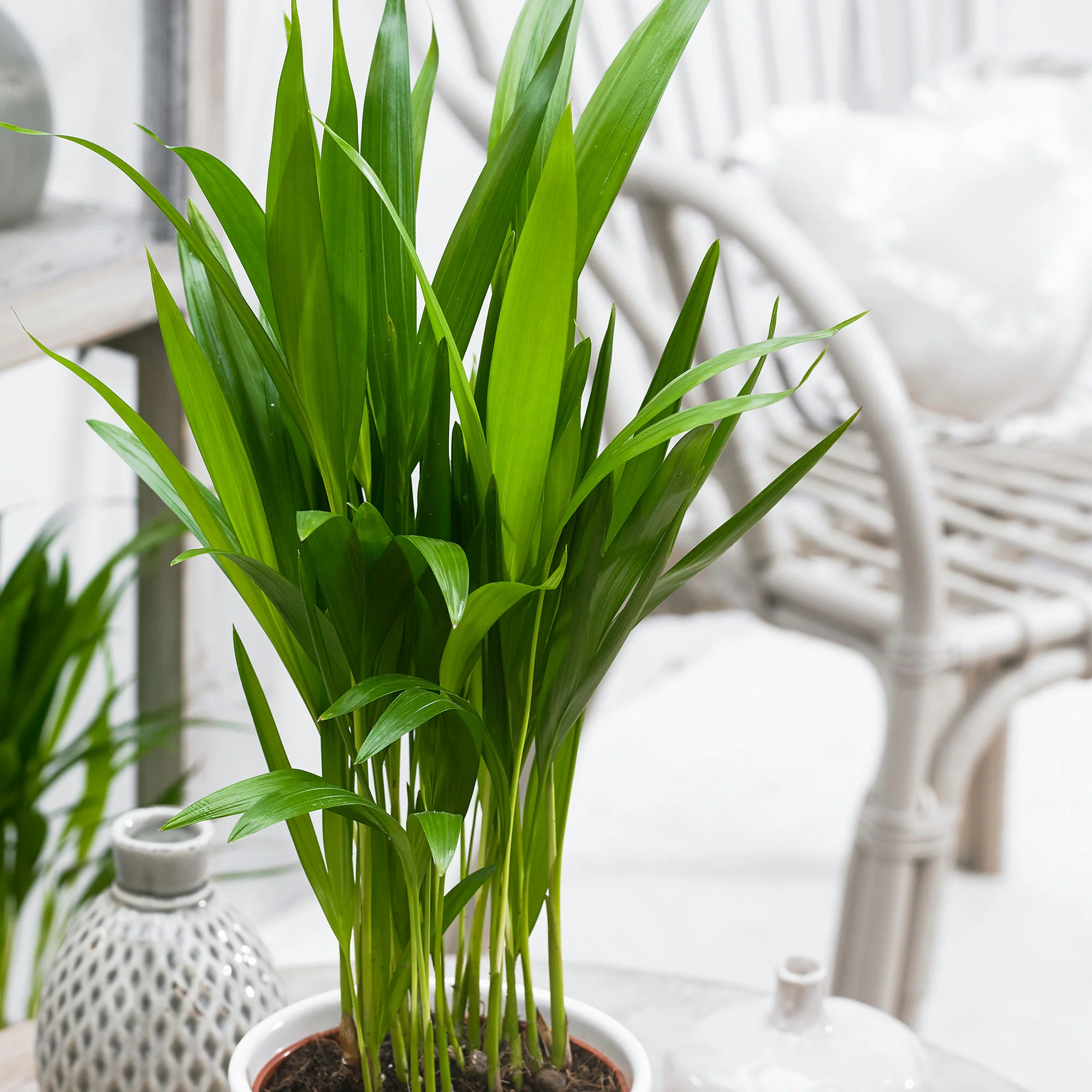2x Palmier Areca Dypsis lutescens avec cache-pots en crin végétal naturel - Image 3