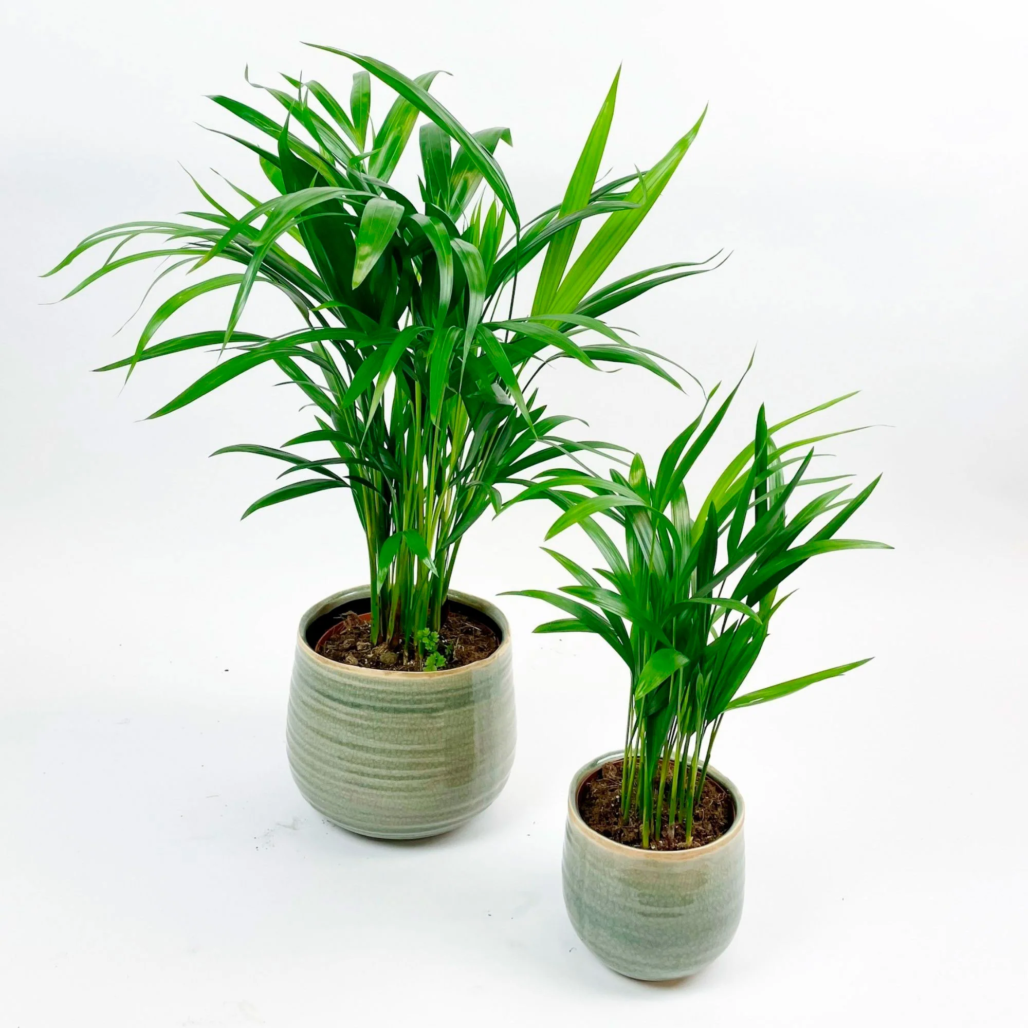 2x Palmier Areca Dypsis lutescens avec cache-pots verts - Image 3