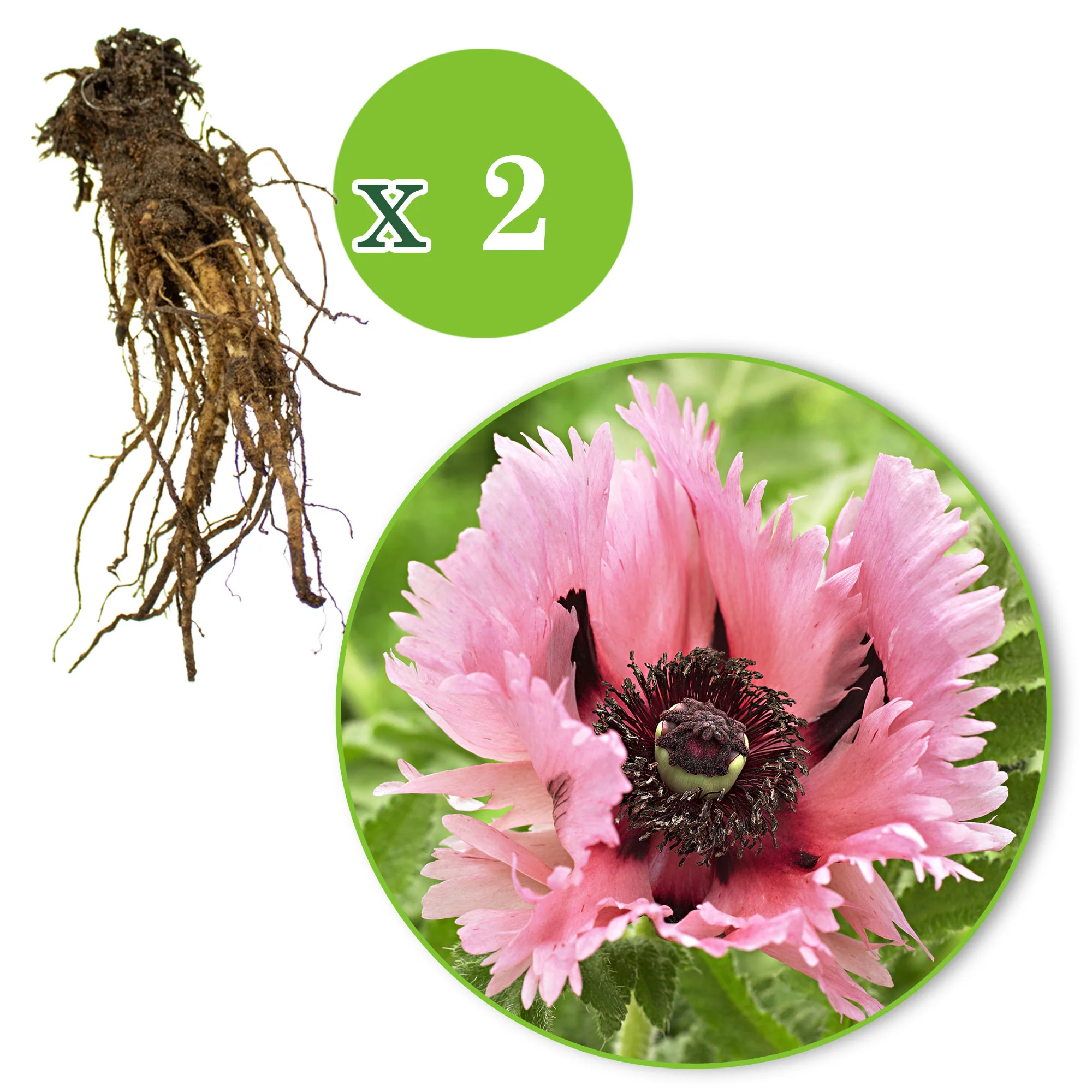 2x Pavot d'Orient Papaver 'Pink Perfection' rose - Plants à racines nues - Image 10