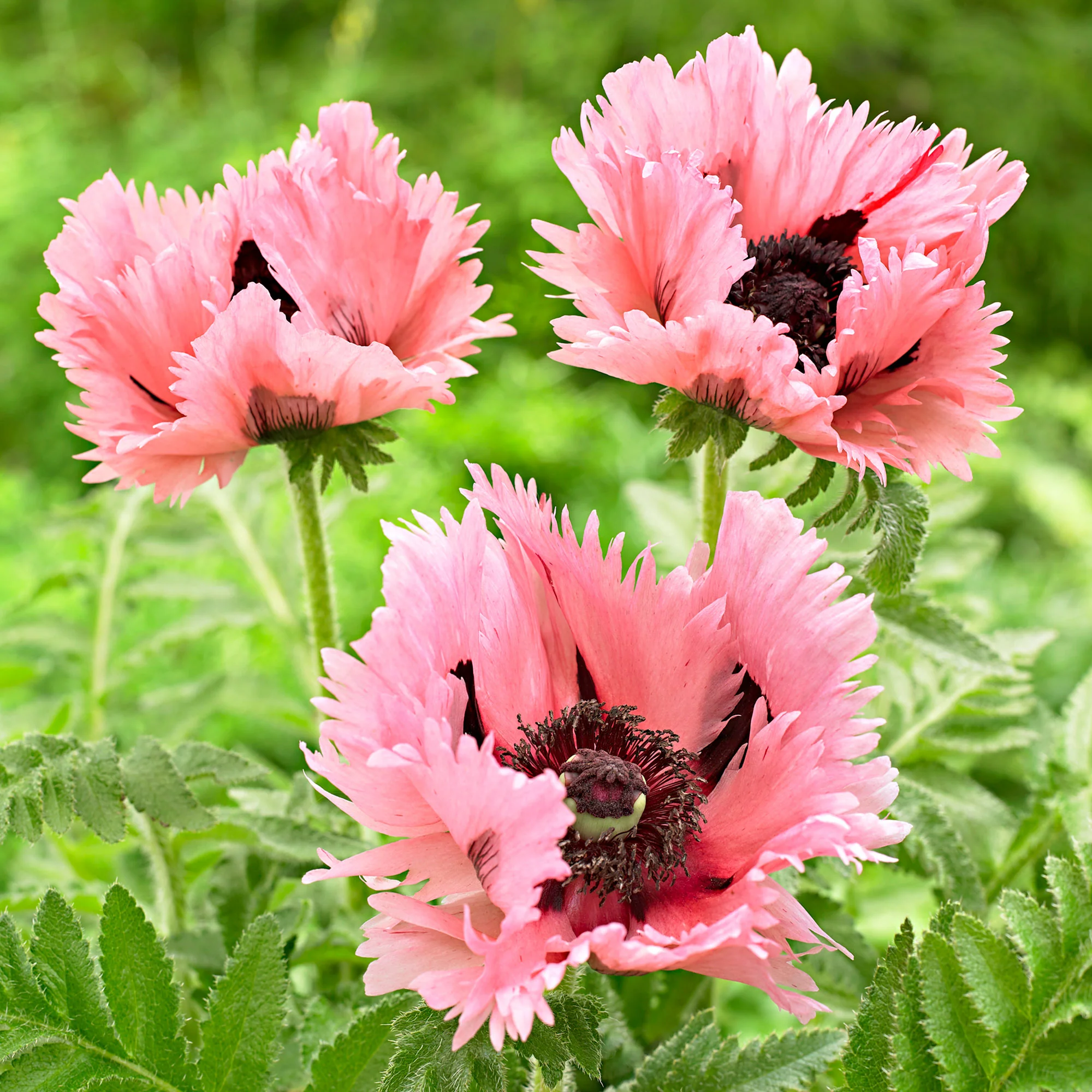 2x Pavot d'Orient Papaver 'Pink Perfection' rose - Plants à racines nues - Image 7