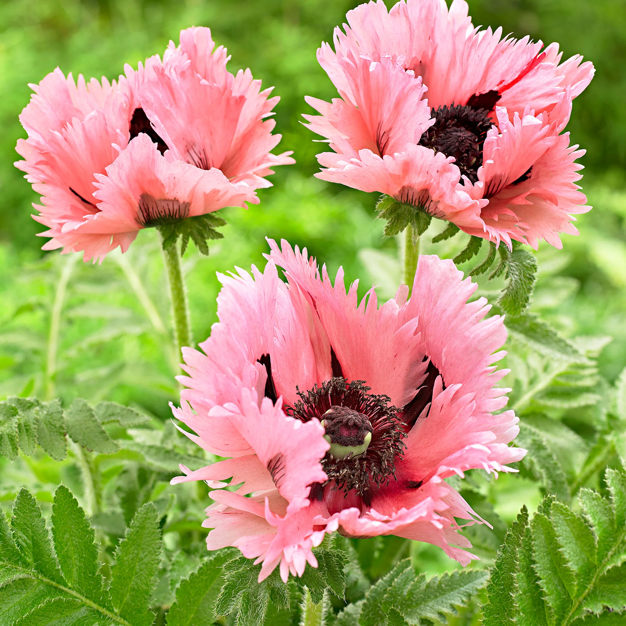 2x Pavot d'Orient Papaver 'Pink Perfection' rose - Plants à racines nues - Image 8